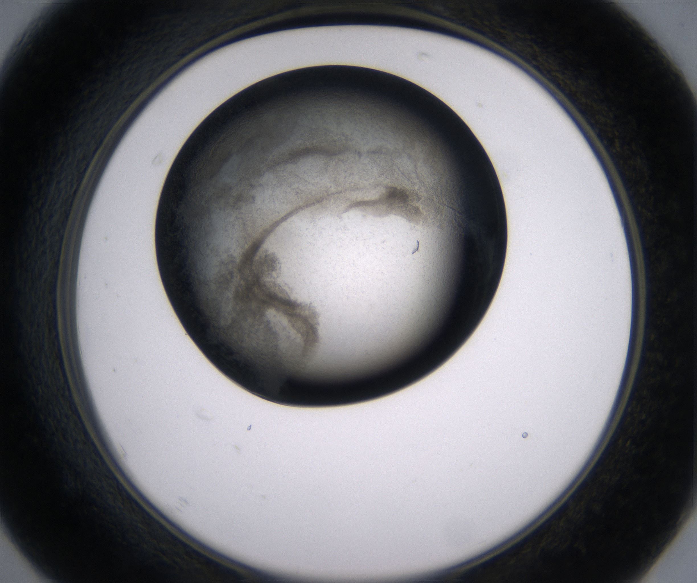 F7_HighResolution_Precipitate_2.jpg