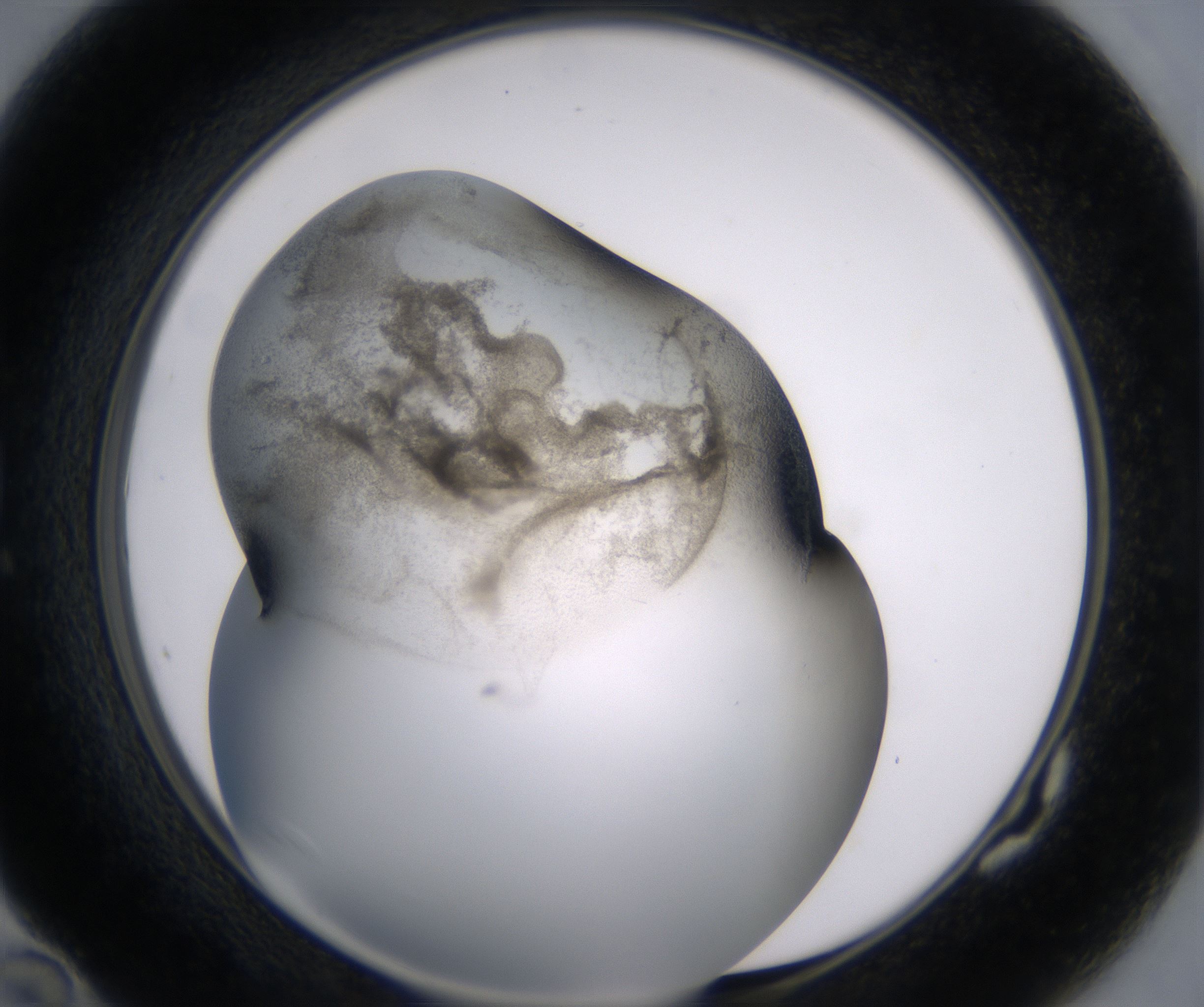 G10_HighResolution_Precipitate_1.jpg
