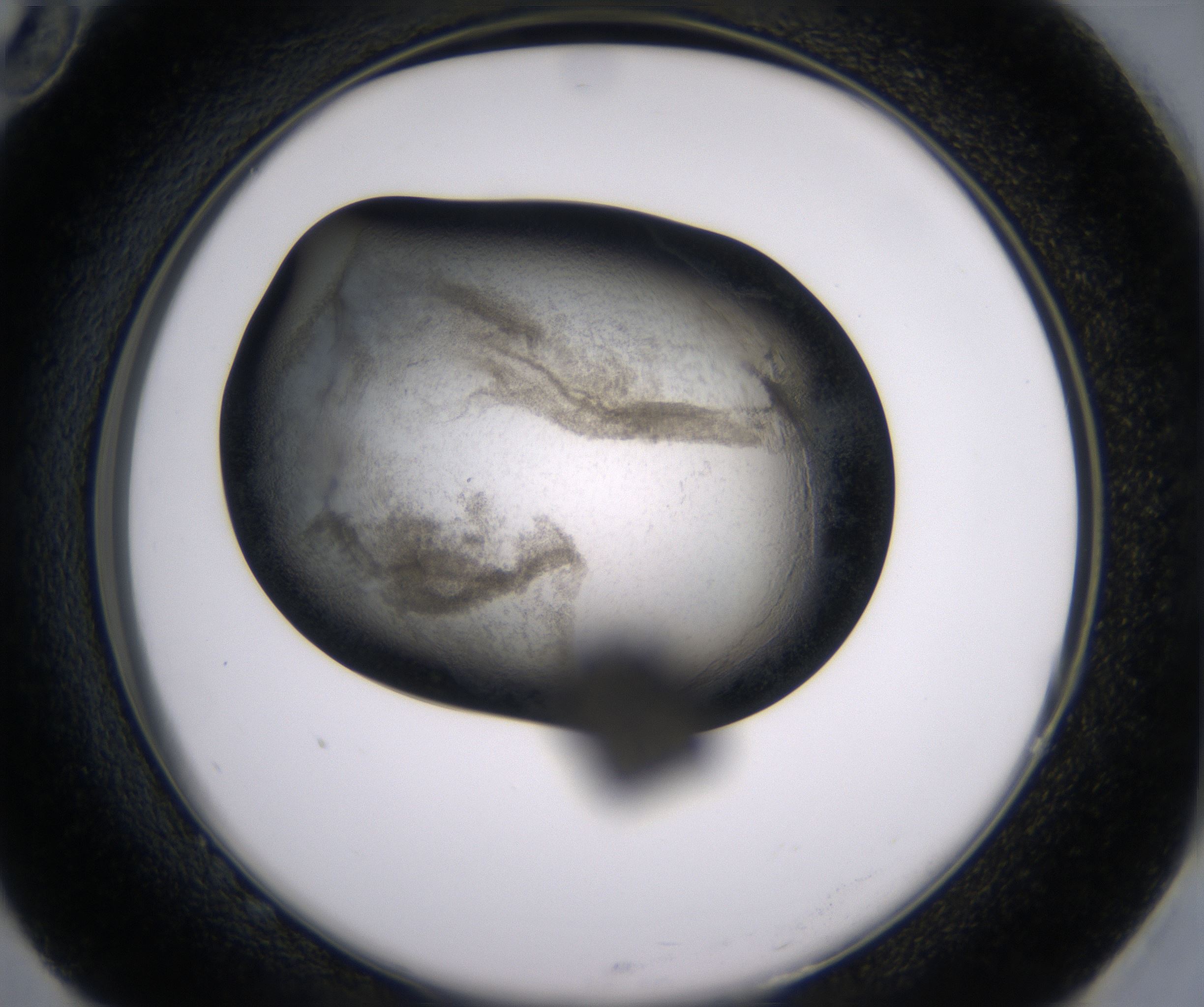 G10_HighResolution_Precipitate_2.jpg