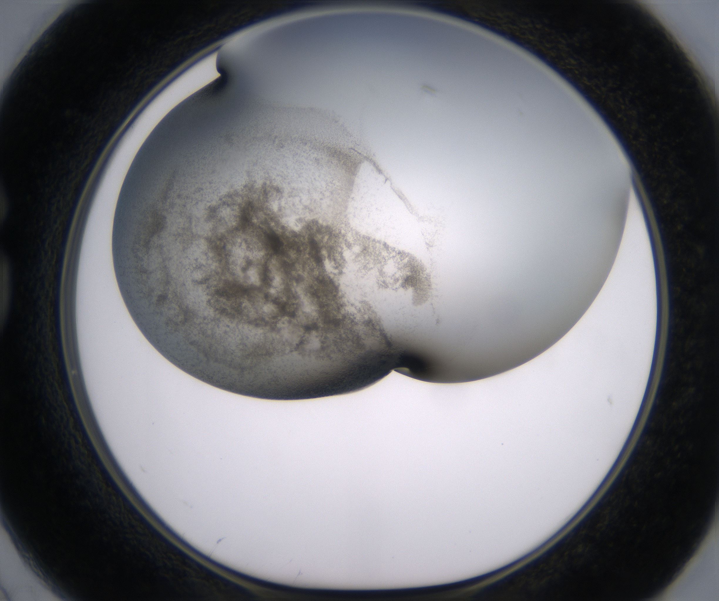 G2_HighResolution_Precipitate_1.jpg