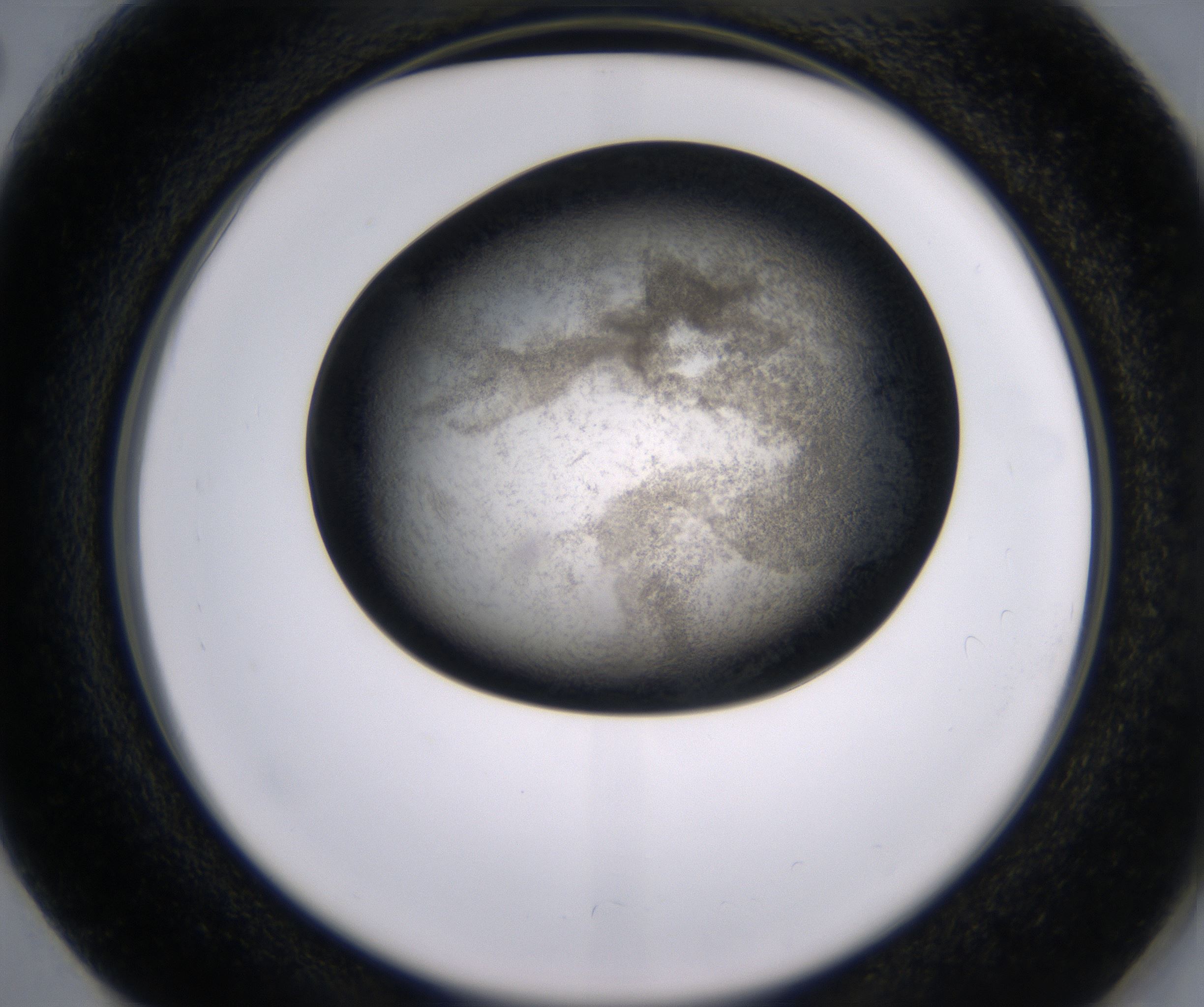 G2_HighResolution_Precipitate_2.jpg