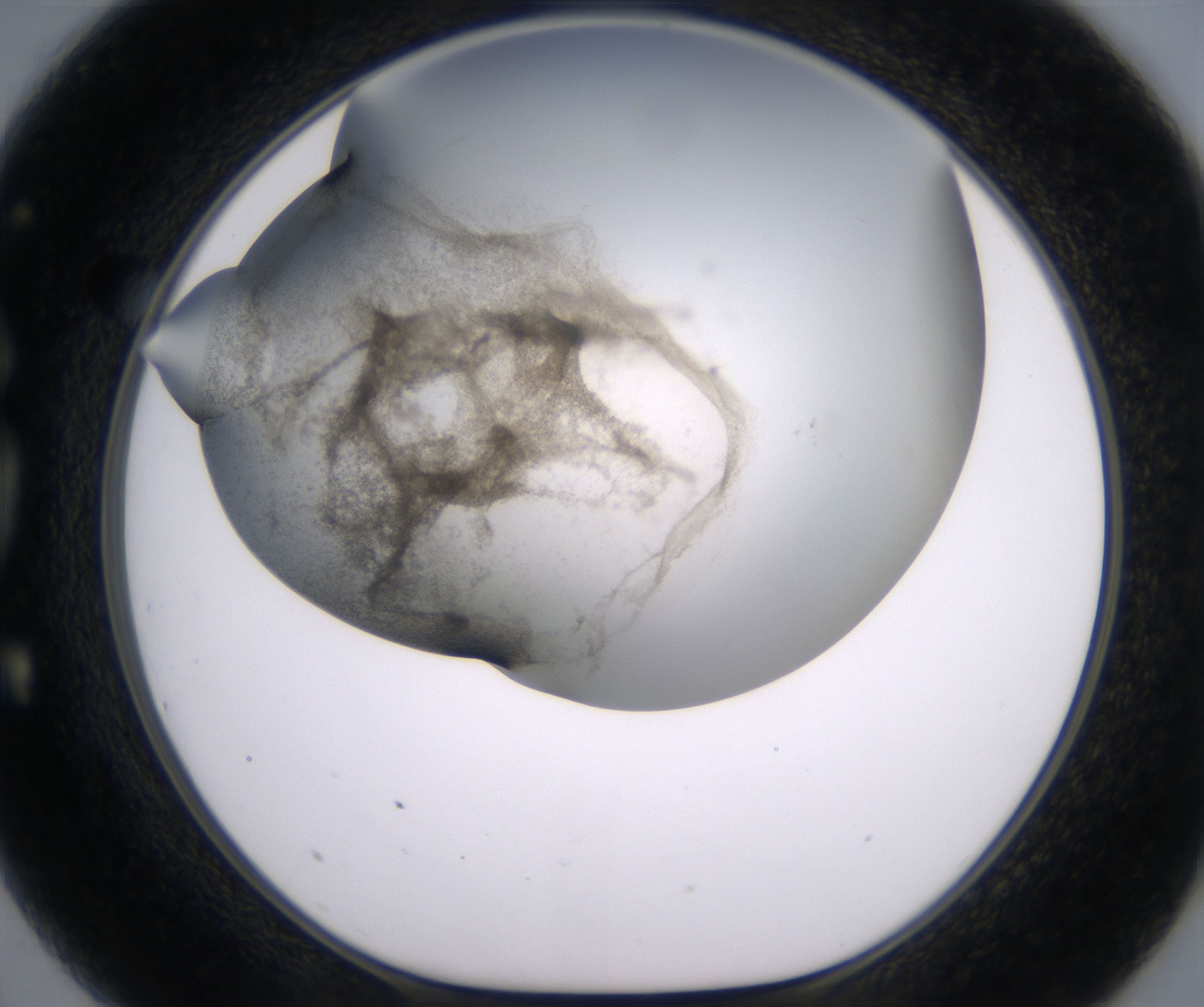 G3_HighResolution_Precipitate_1.jpg