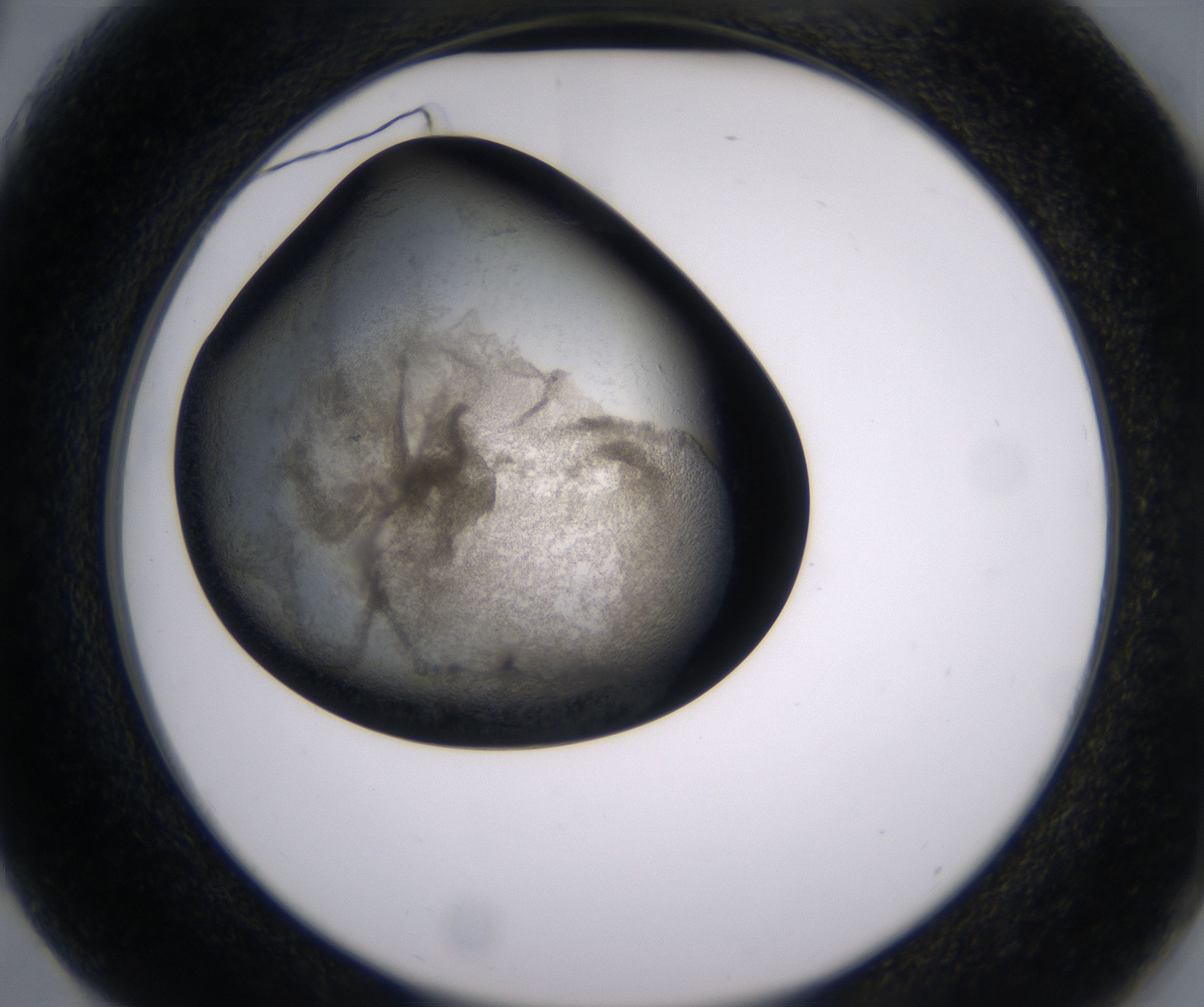 G3_HighResolution_Precipitate_2.jpg