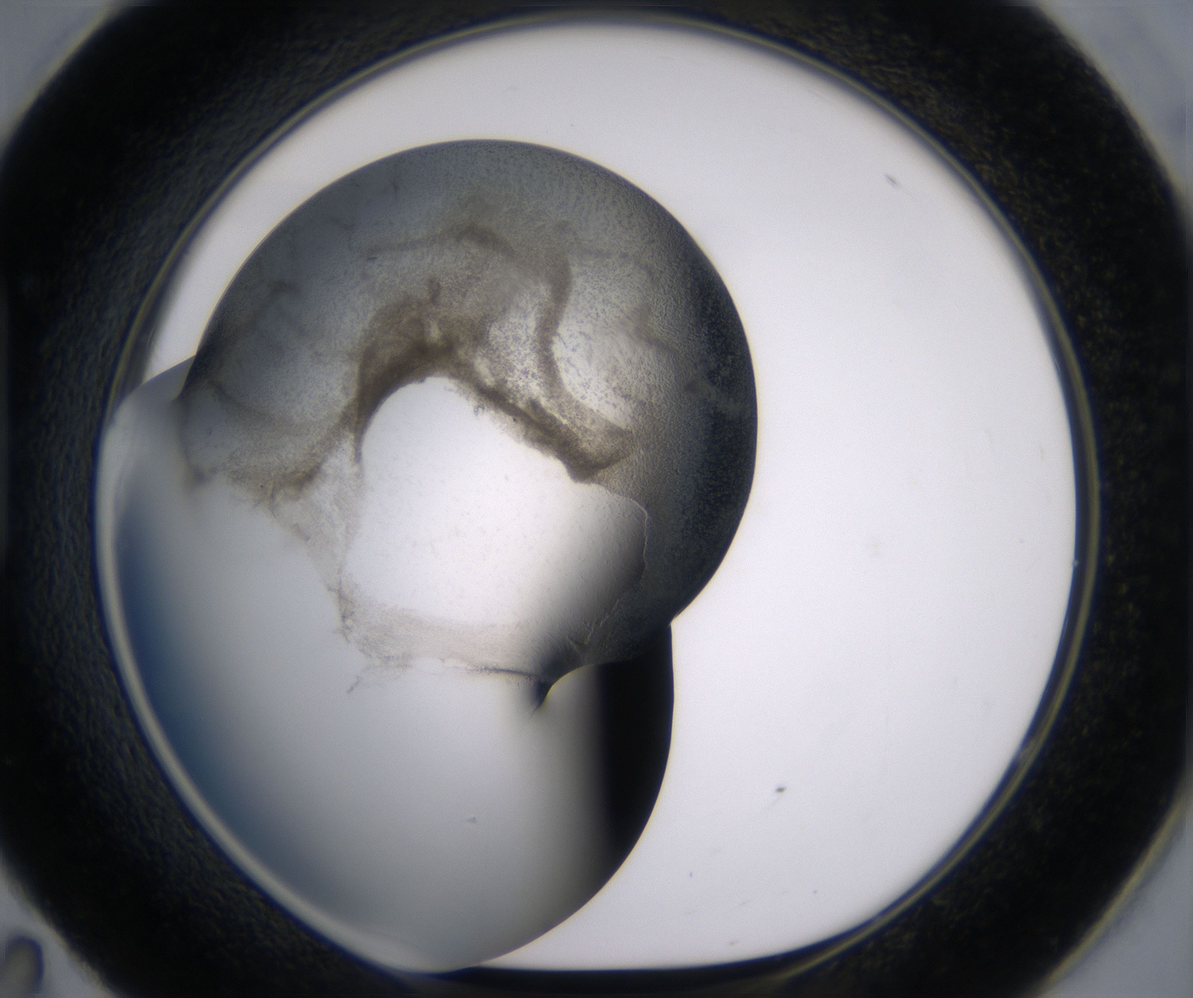 H11_HighResolution_Precipitate_1.jpg