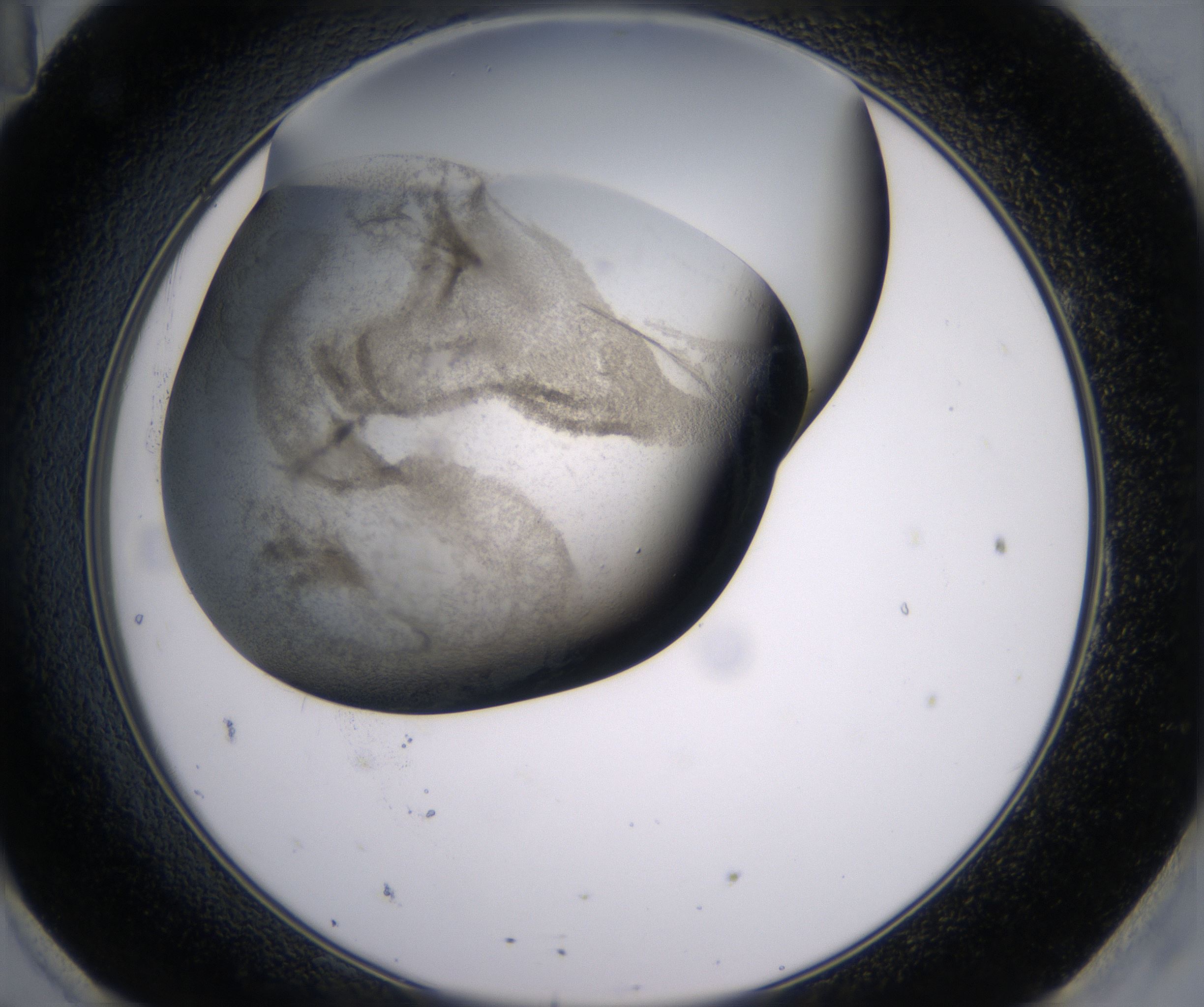 H11_HighResolution_Precipitate_2.jpg