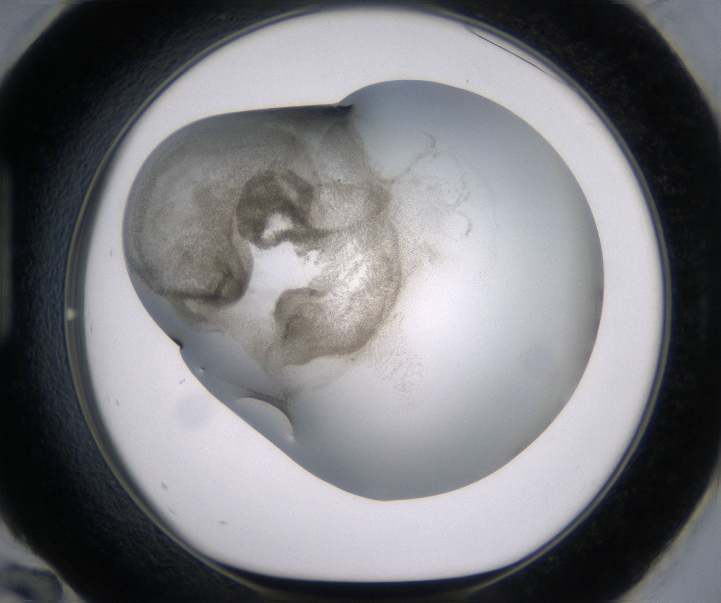 H12_HighResolution_Precipitate_1.jpg