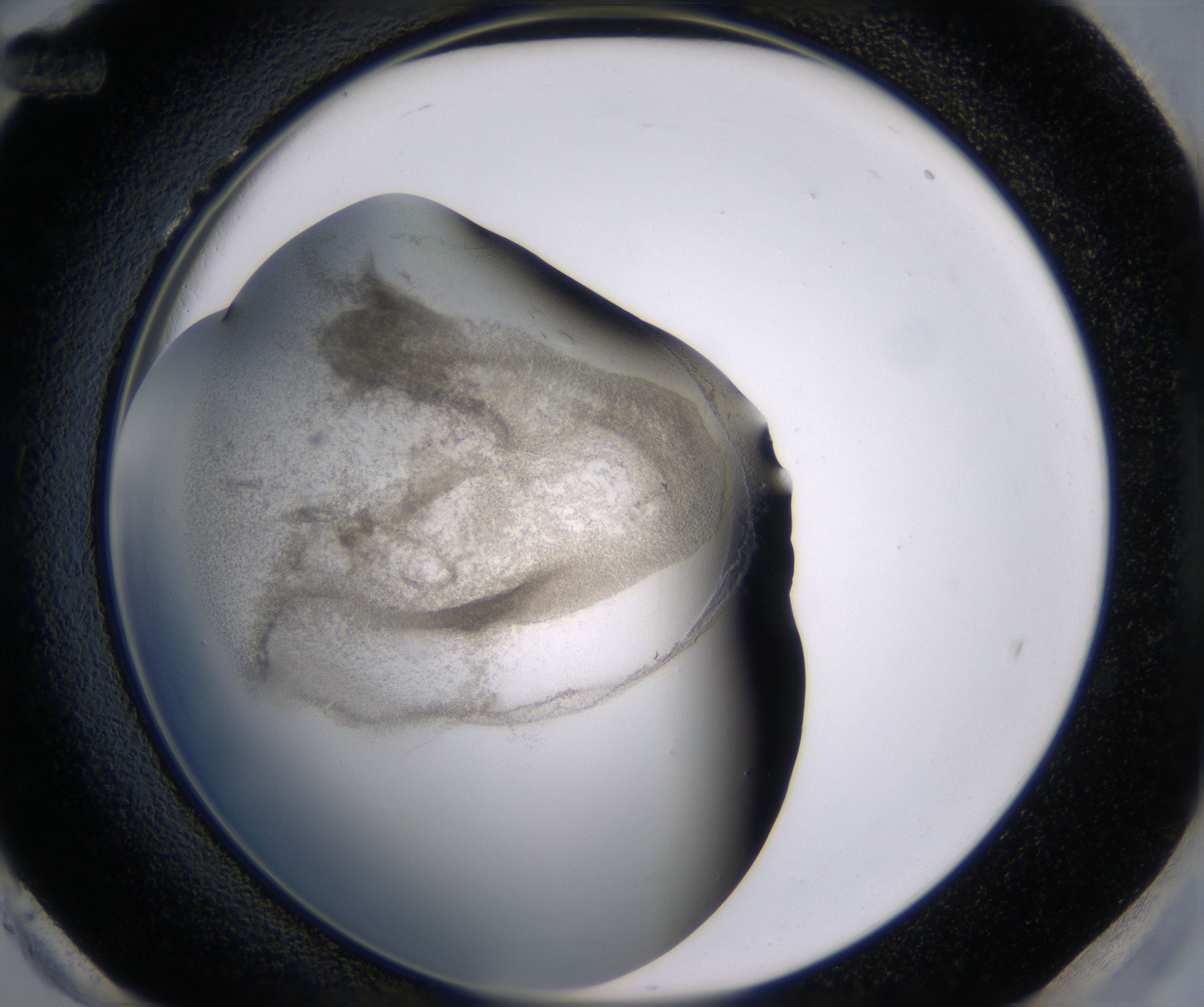 H12_HighResolution_Precipitate_2.jpg