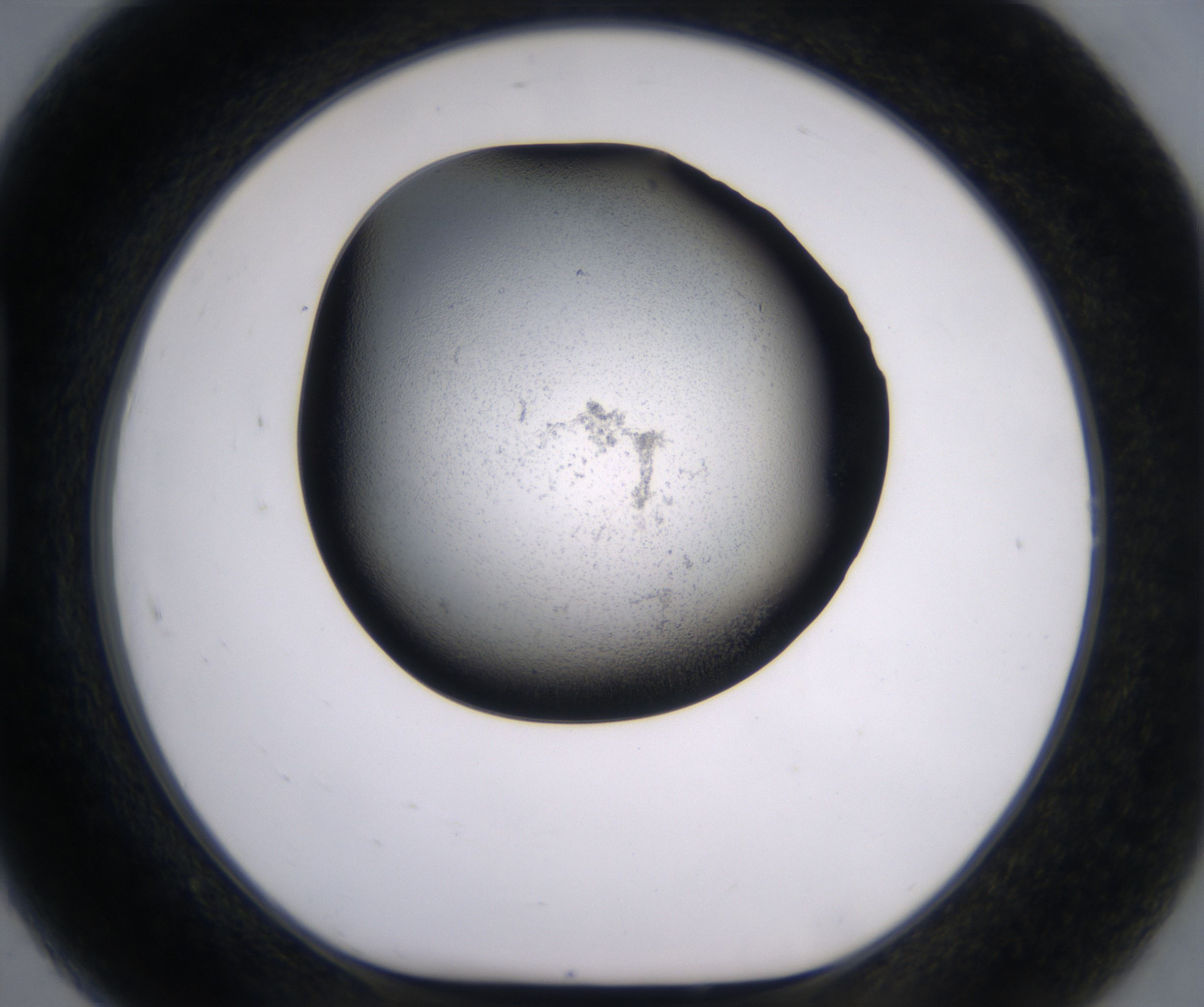 H7_HighResolution_Precipitate_1.jpg