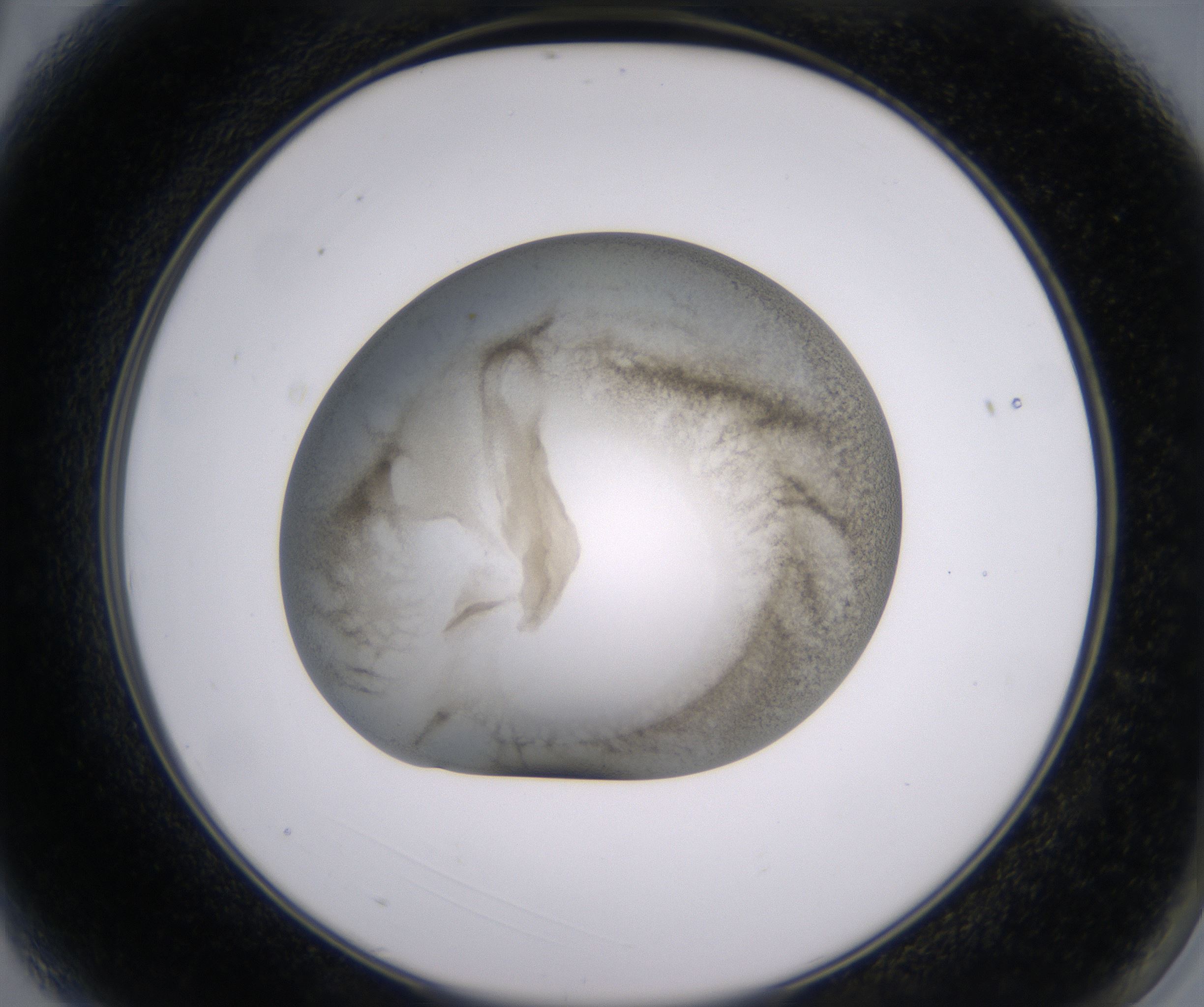 A3_HighResolution_Precipitate_2.jpg