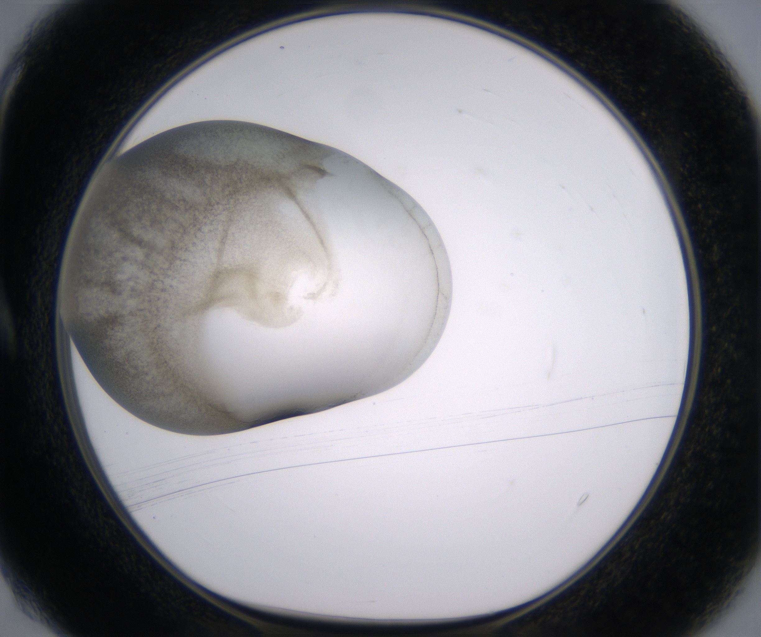 A4_HighResolution_Precipitate_1.jpg