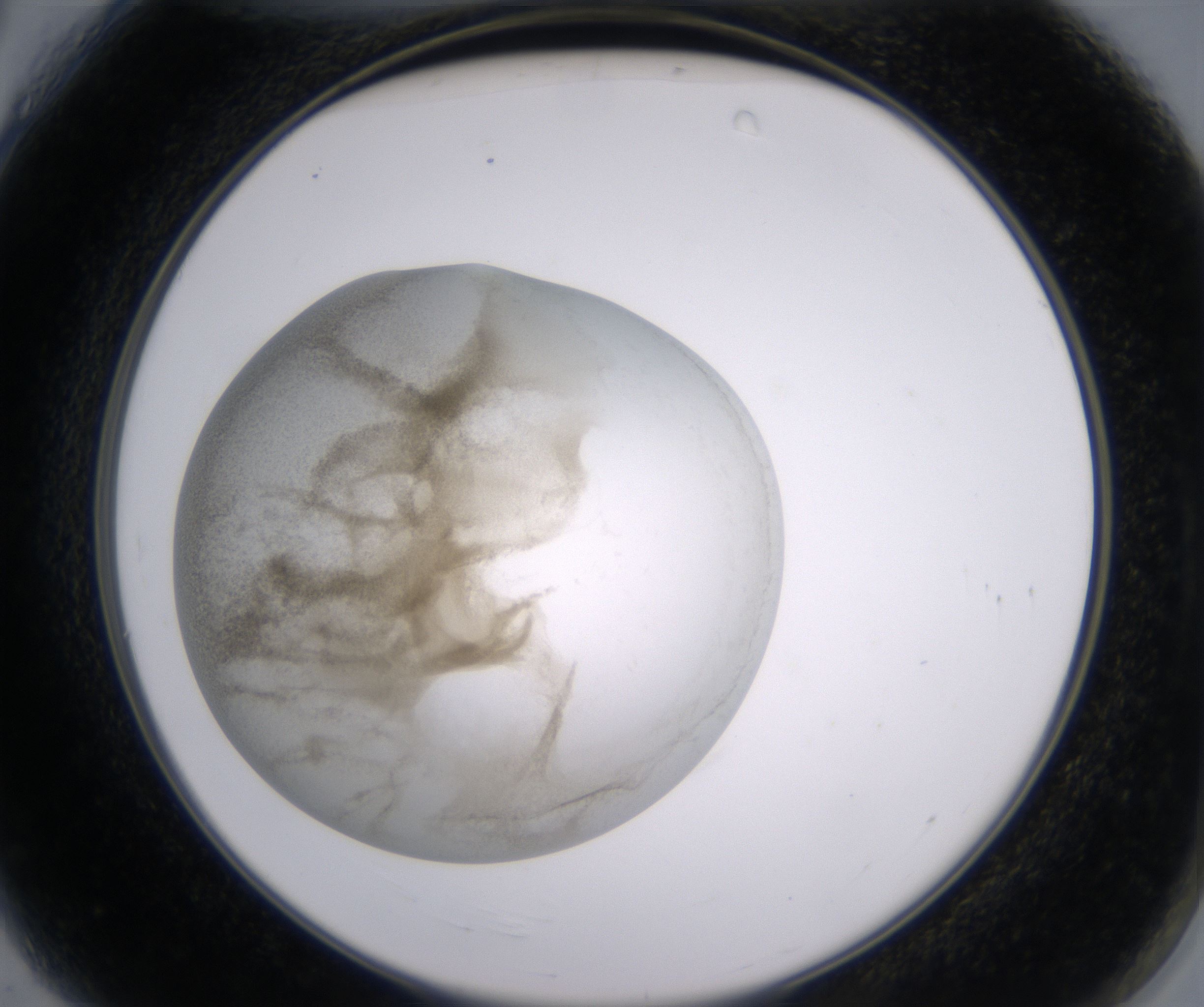 A4_HighResolution_Precipitate_2.jpg