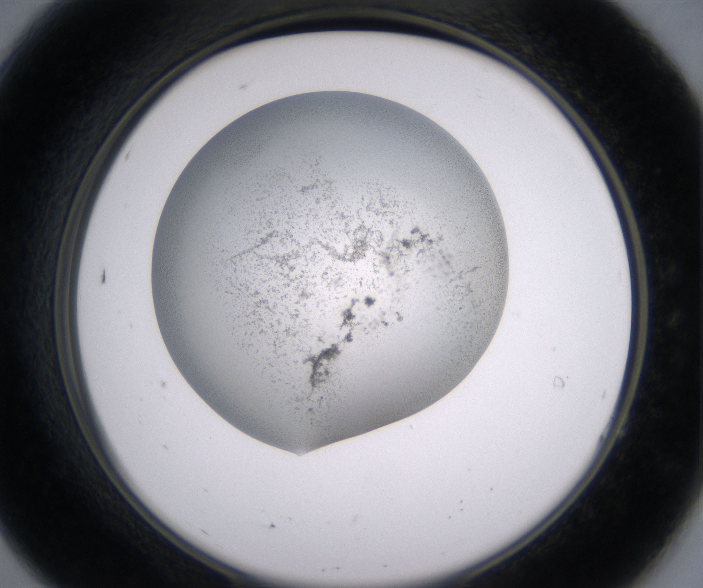 A7_HighResolution_Precipitate_2.jpg