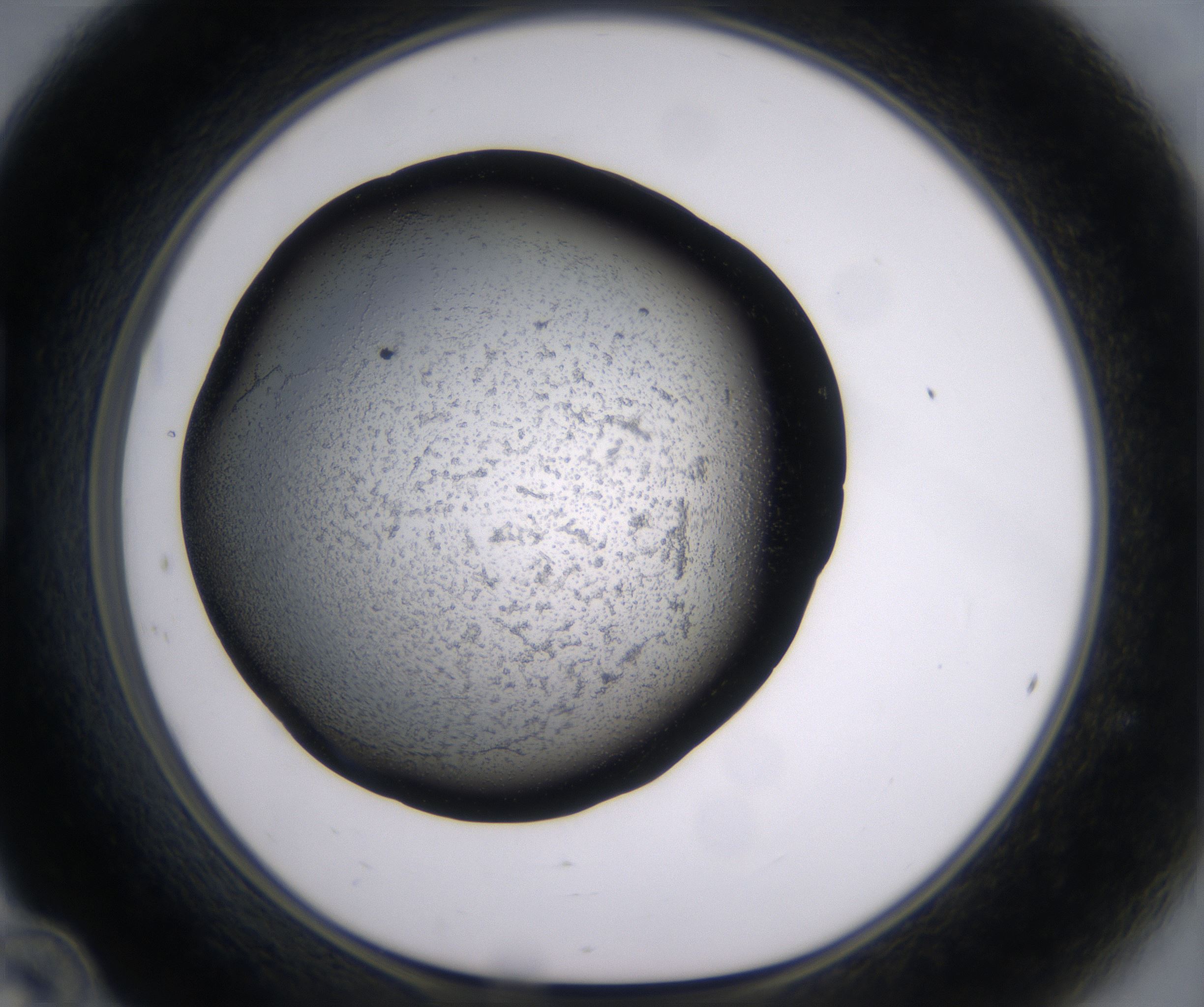B12_HighResolution_Precipitate_1.jpg