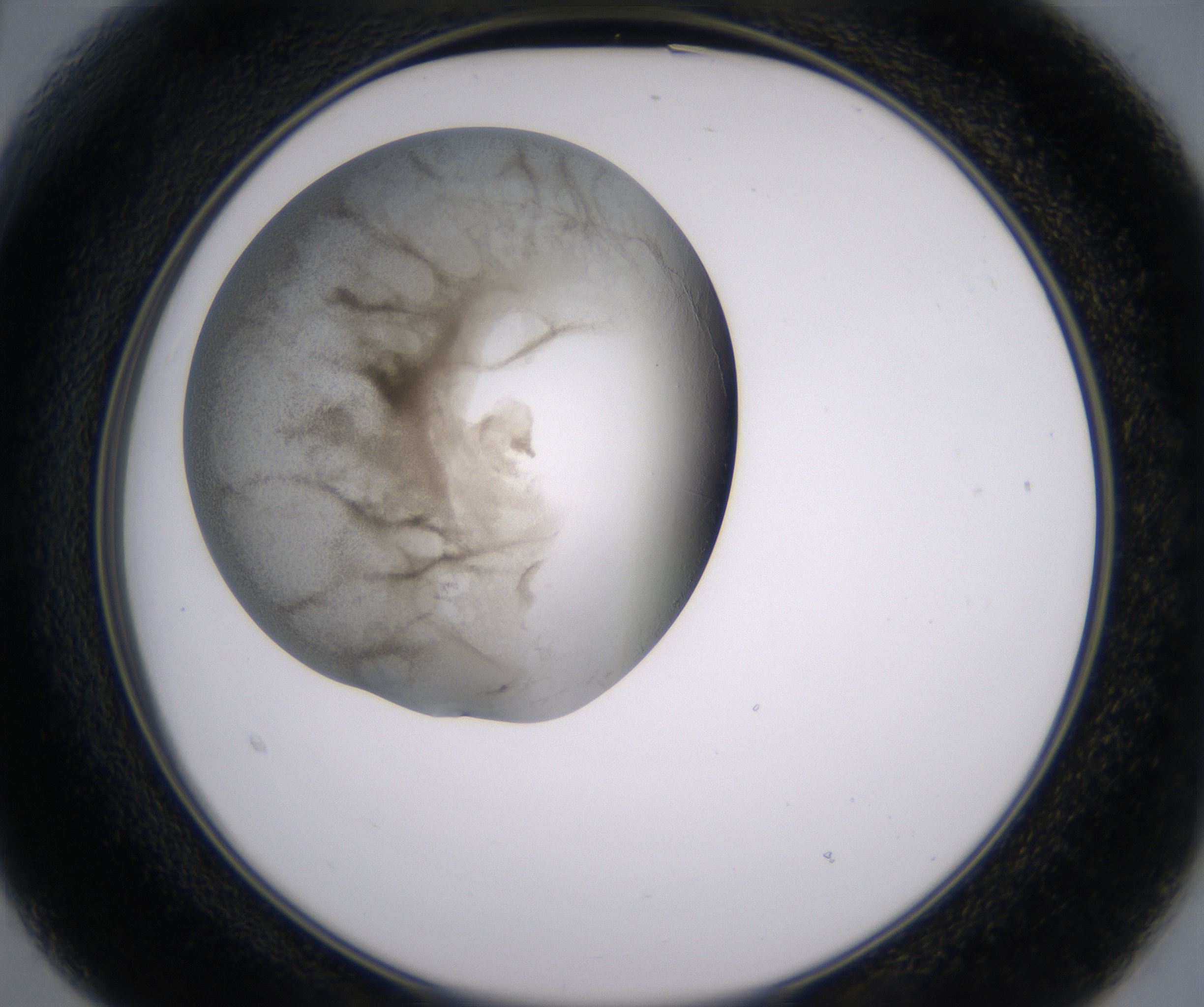 B3_HighResolution_Precipitate_2.jpg