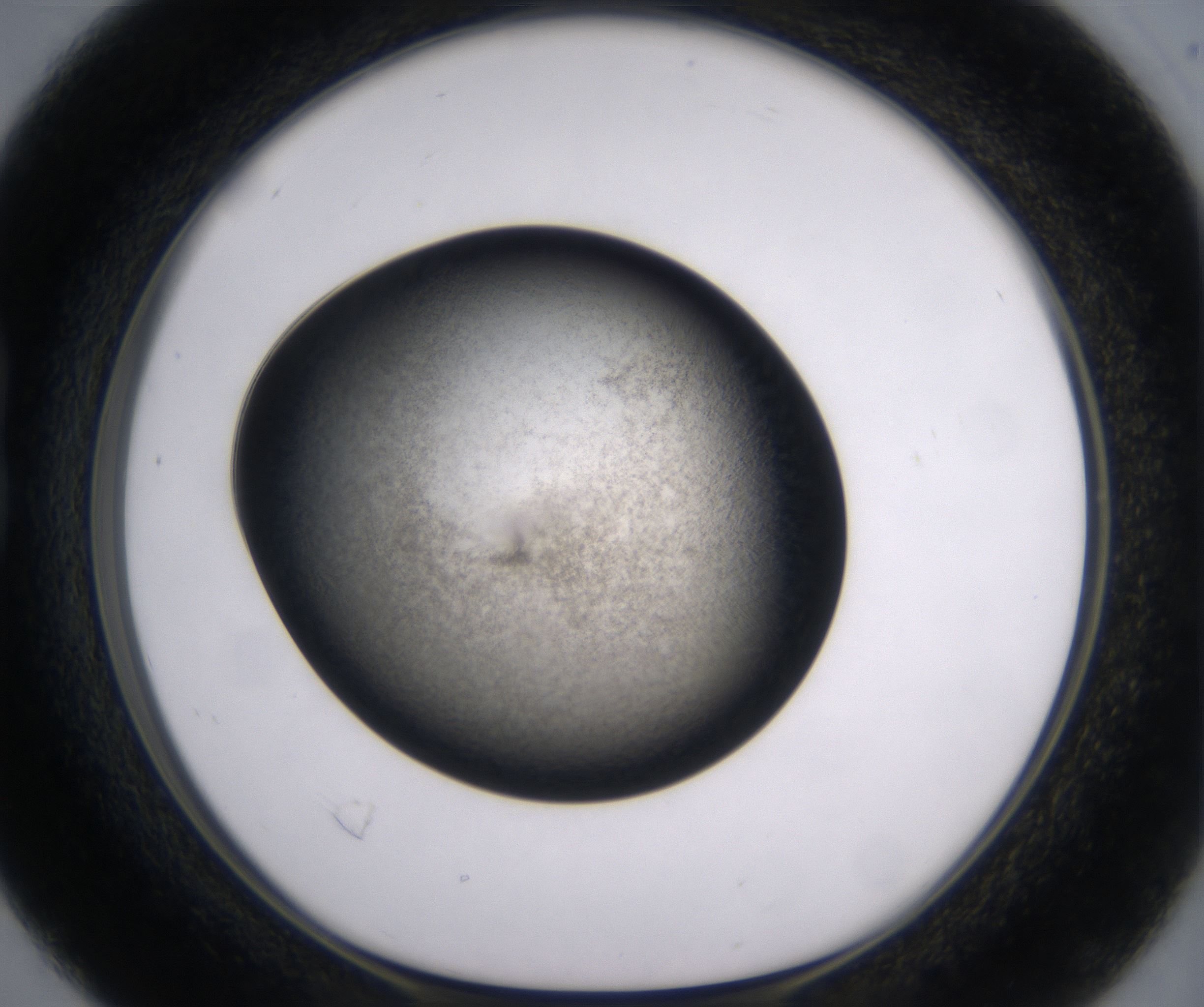 B4_HighResolution_Precipitate_1.jpg