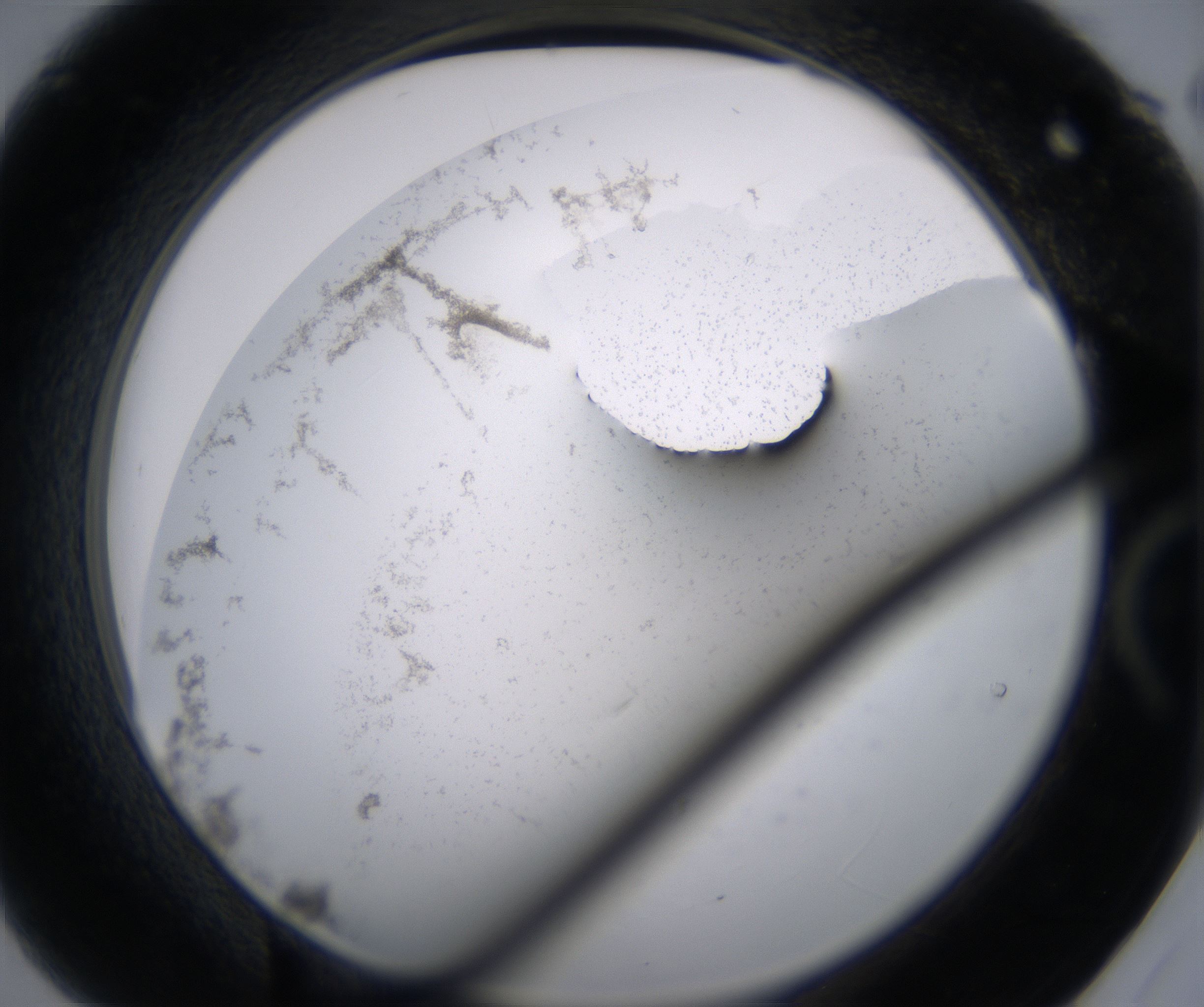 B9_HighResolution_Precipitate_2.jpg