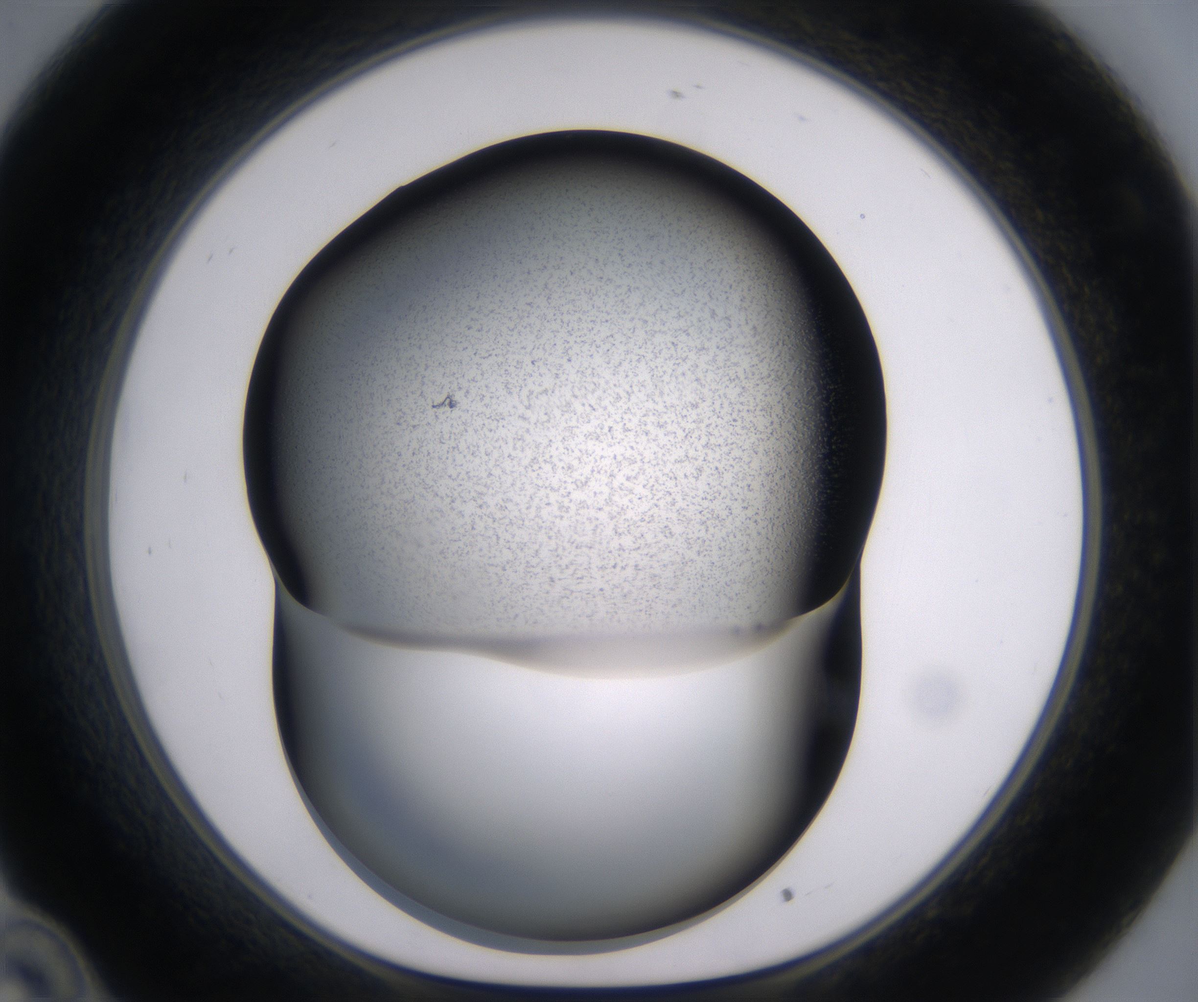 C10_HighResolution_Precipitate_1.jpg