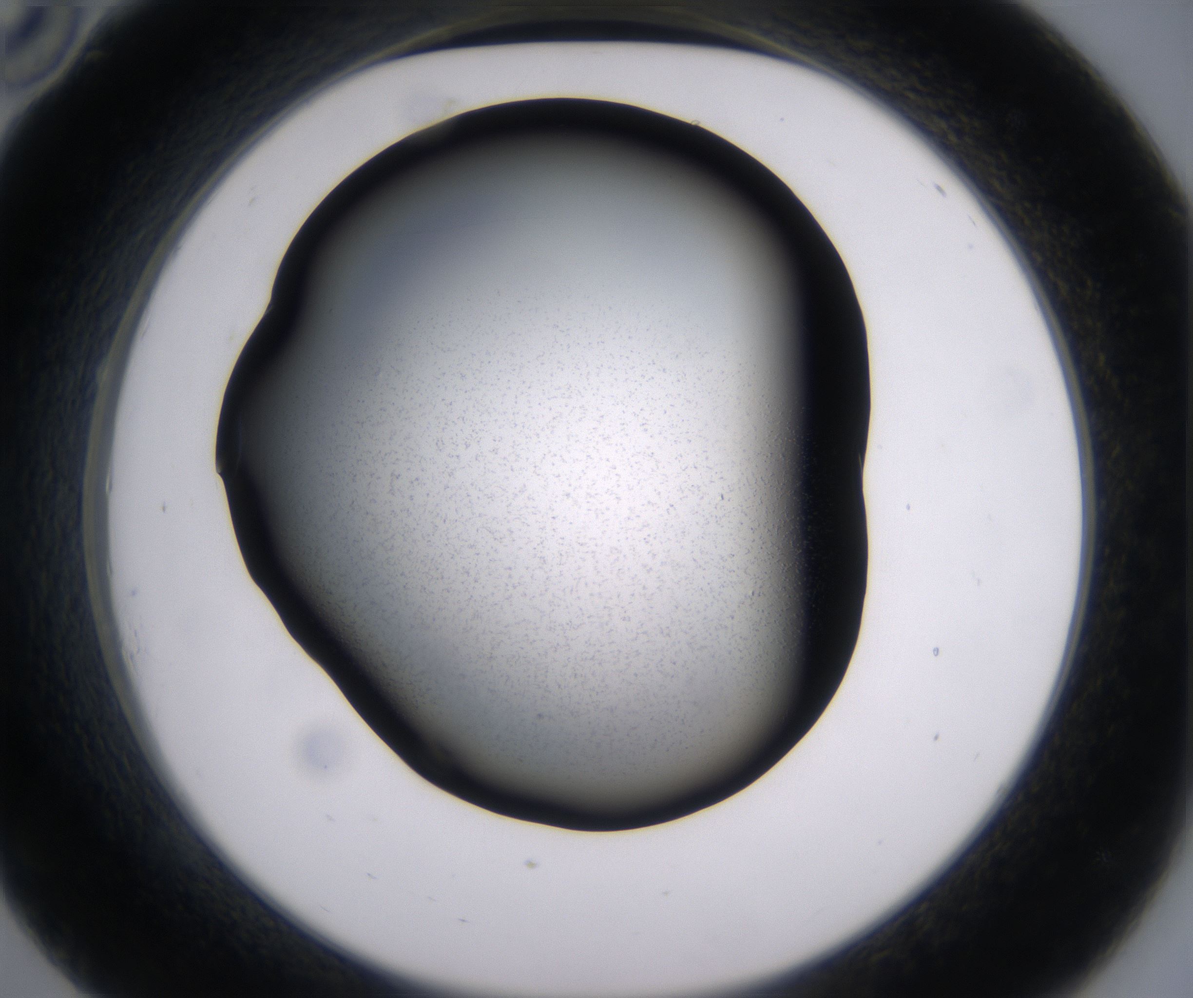 C10_HighResolution_Precipitate_2.jpg
