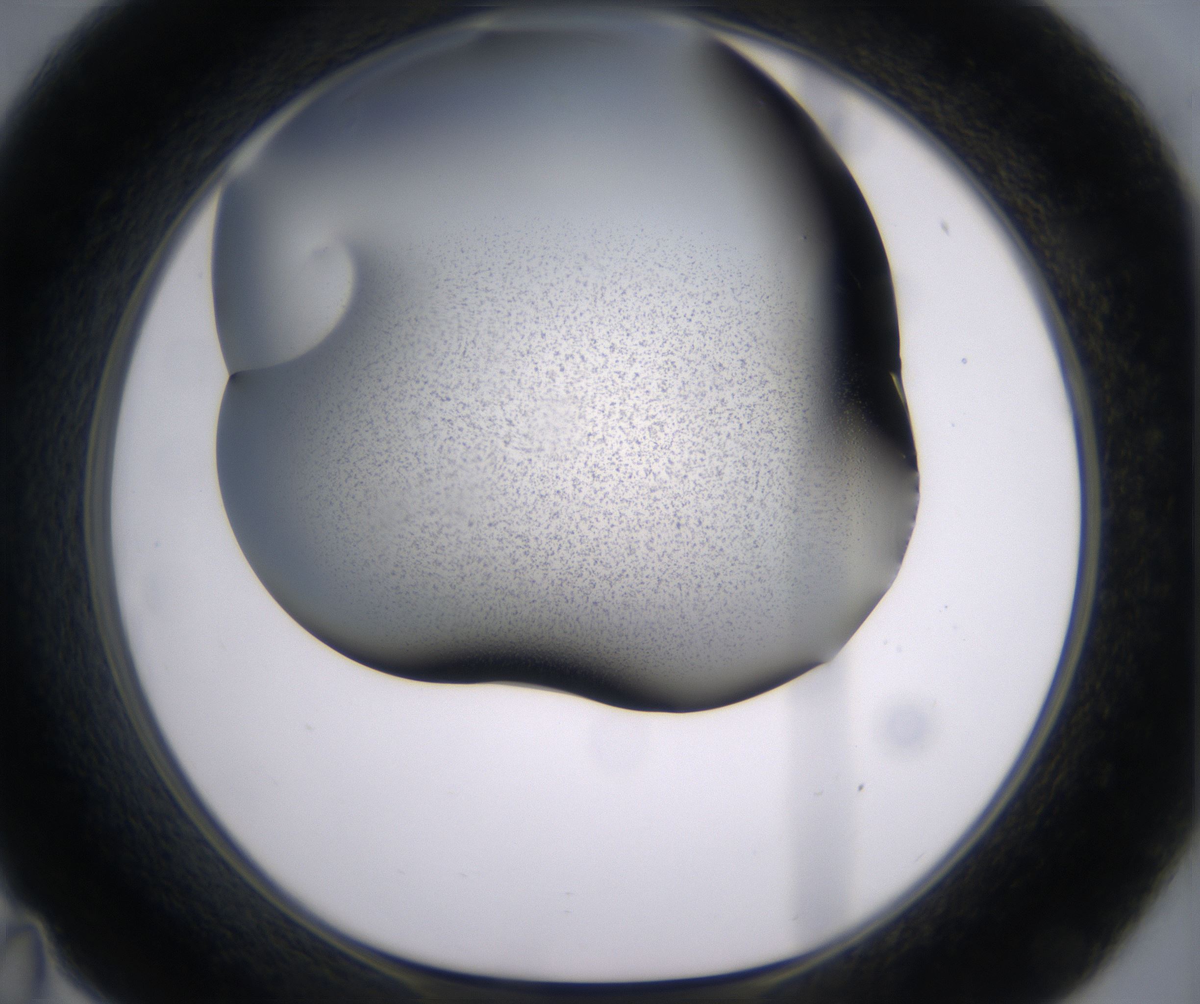 C11_HighResolution_Precipitate_1.jpg