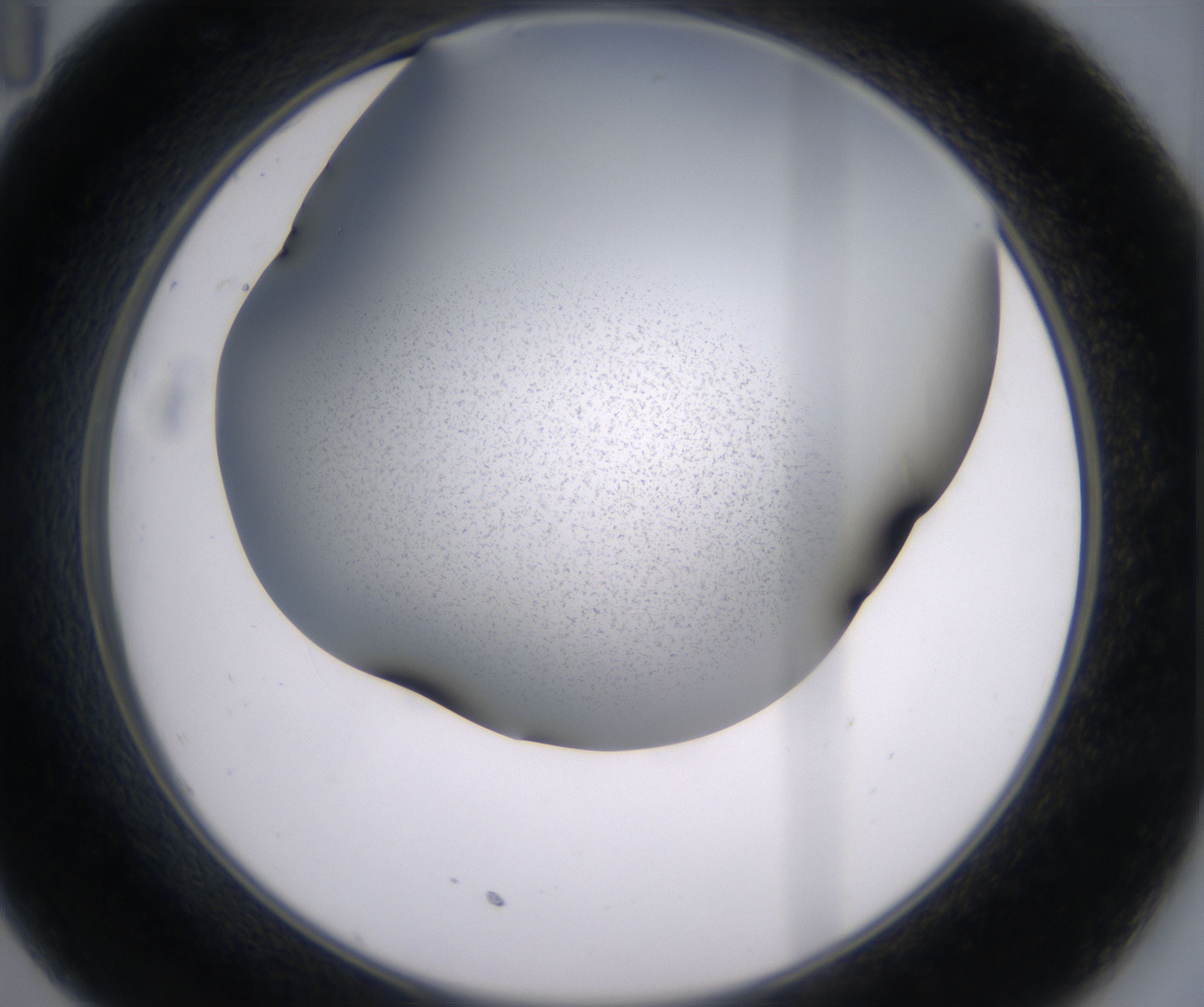 C11_HighResolution_Precipitate_2.jpg