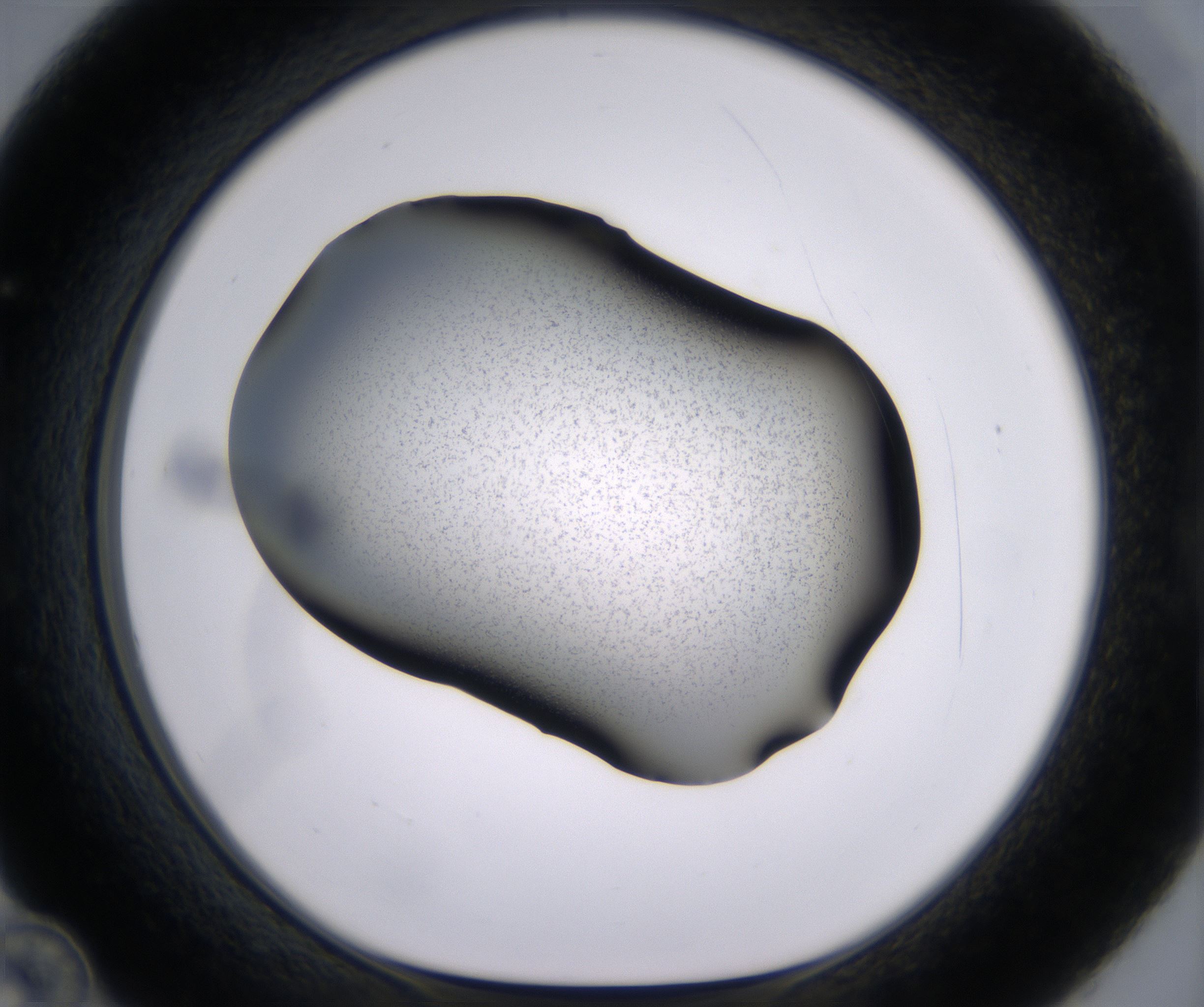 C12_HighResolution_Precipitate_1.jpg