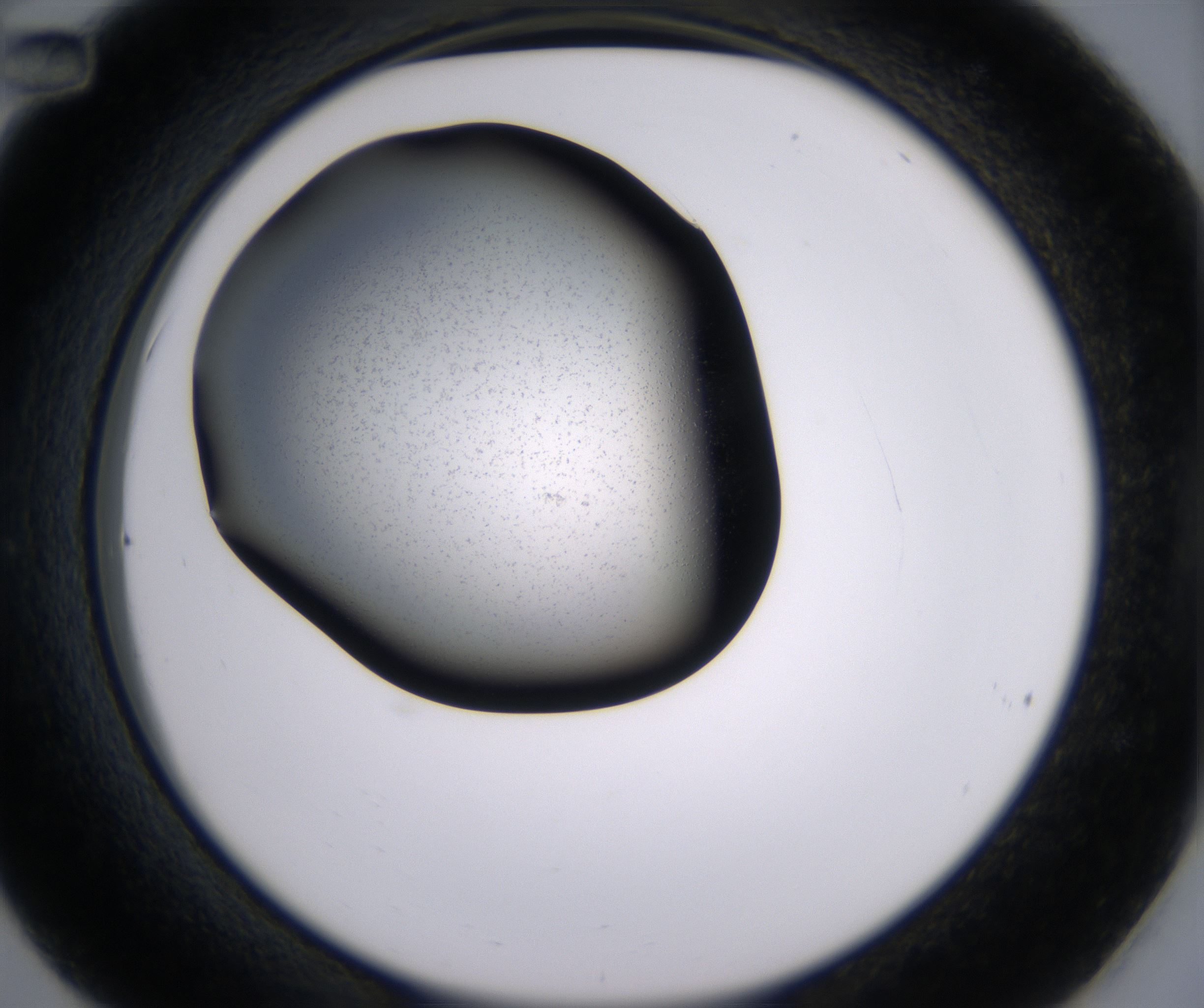 C12_HighResolution_Precipitate_2.jpg