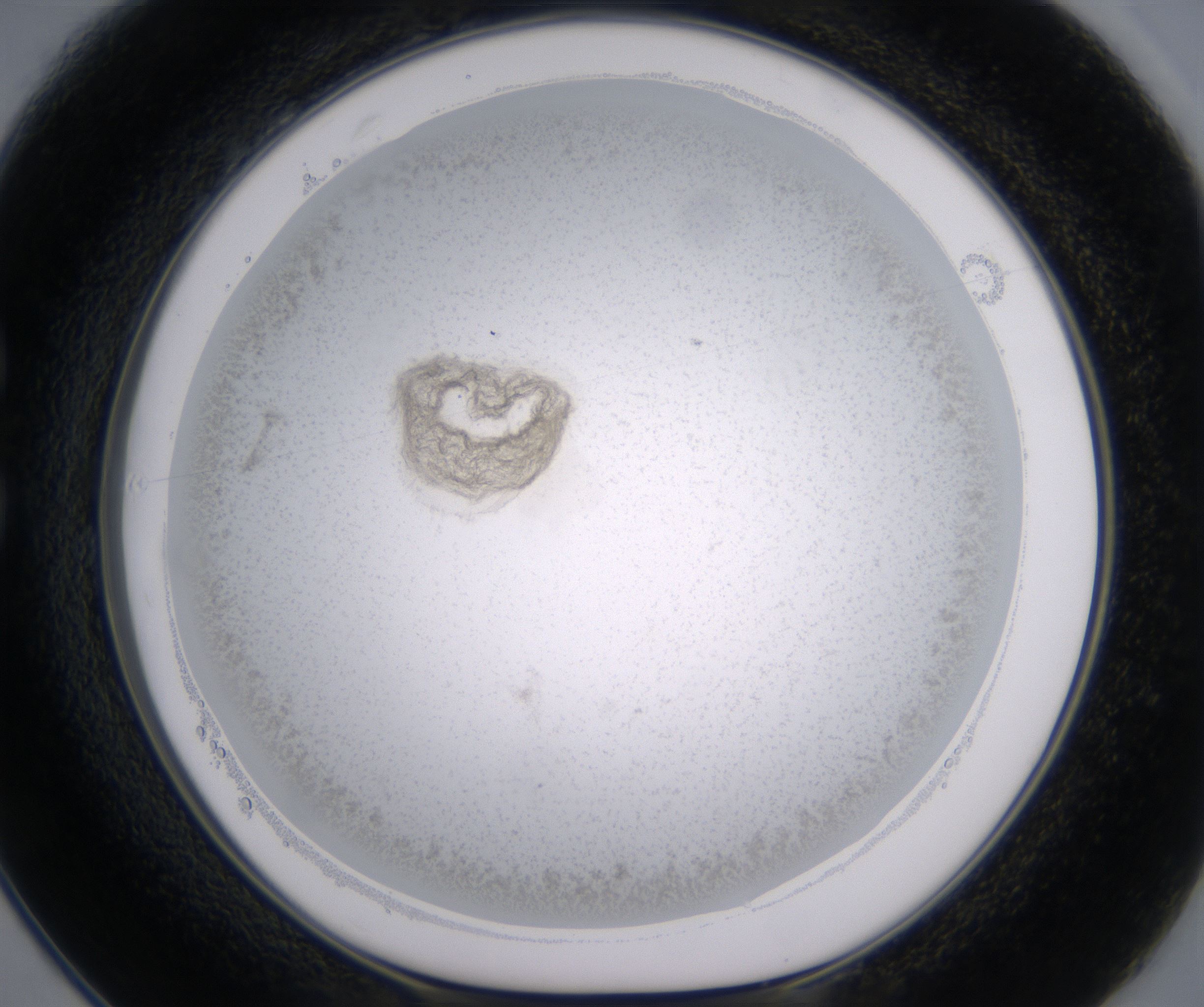 C1_HighResolution_Precipitate_1.jpg
