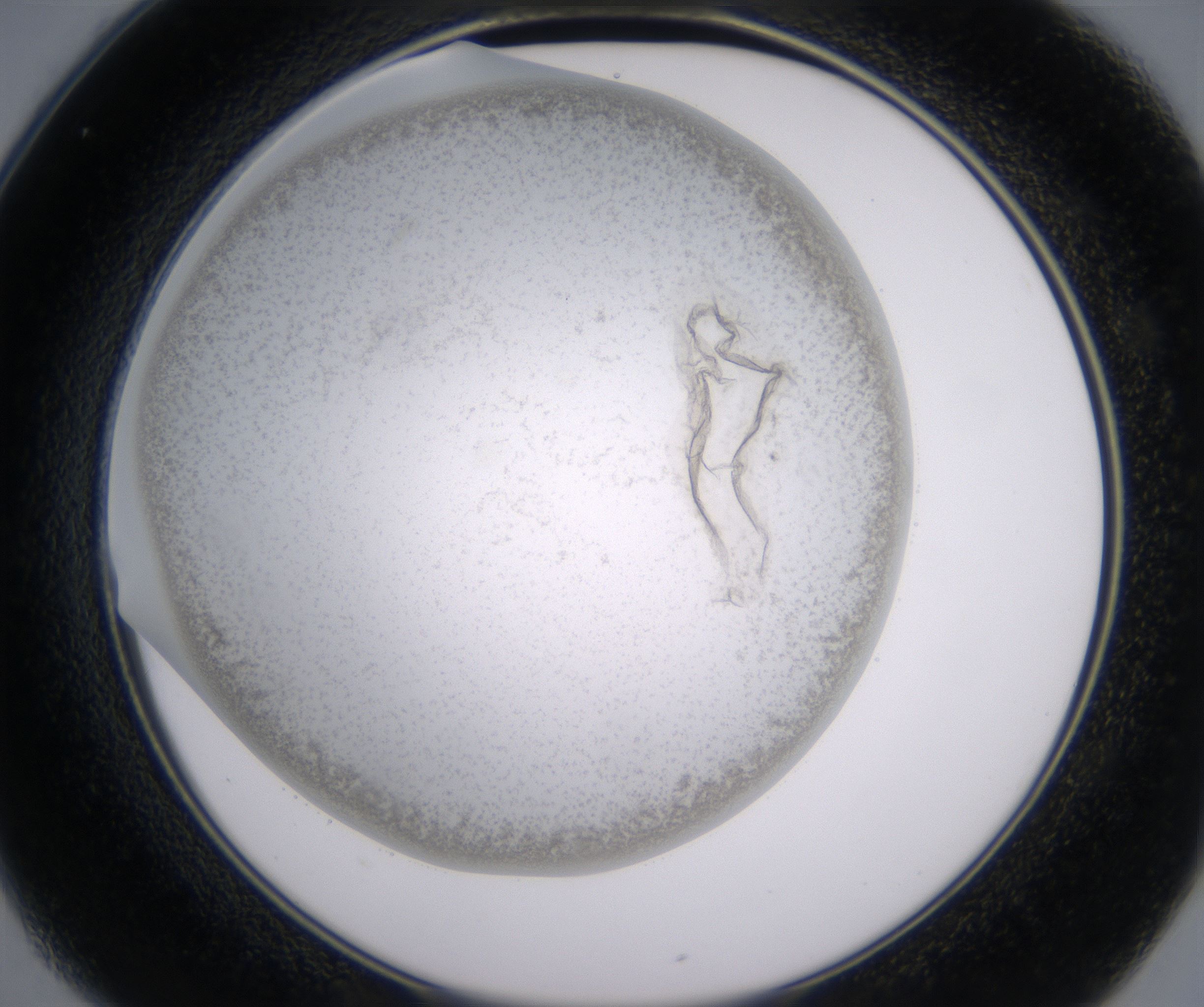 C1_HighResolution_Precipitate_2.jpg