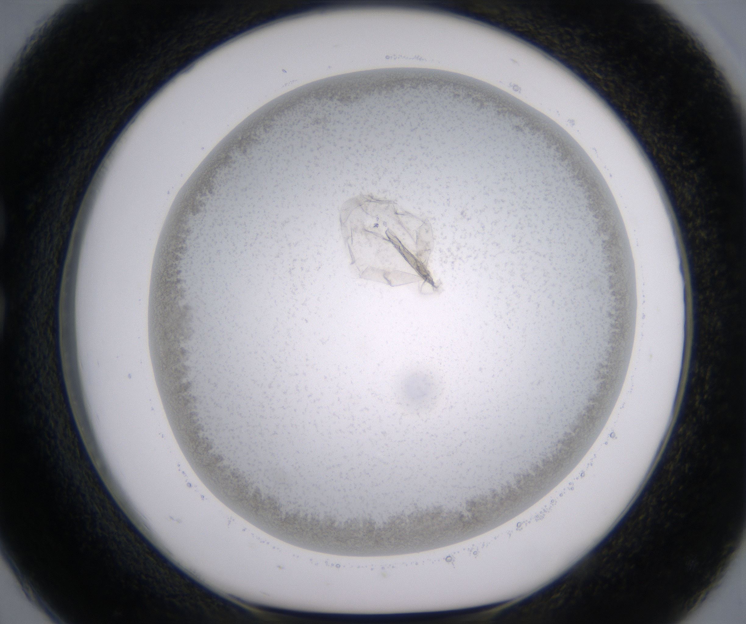 C2_HighResolution_Precipitate_1.jpg
