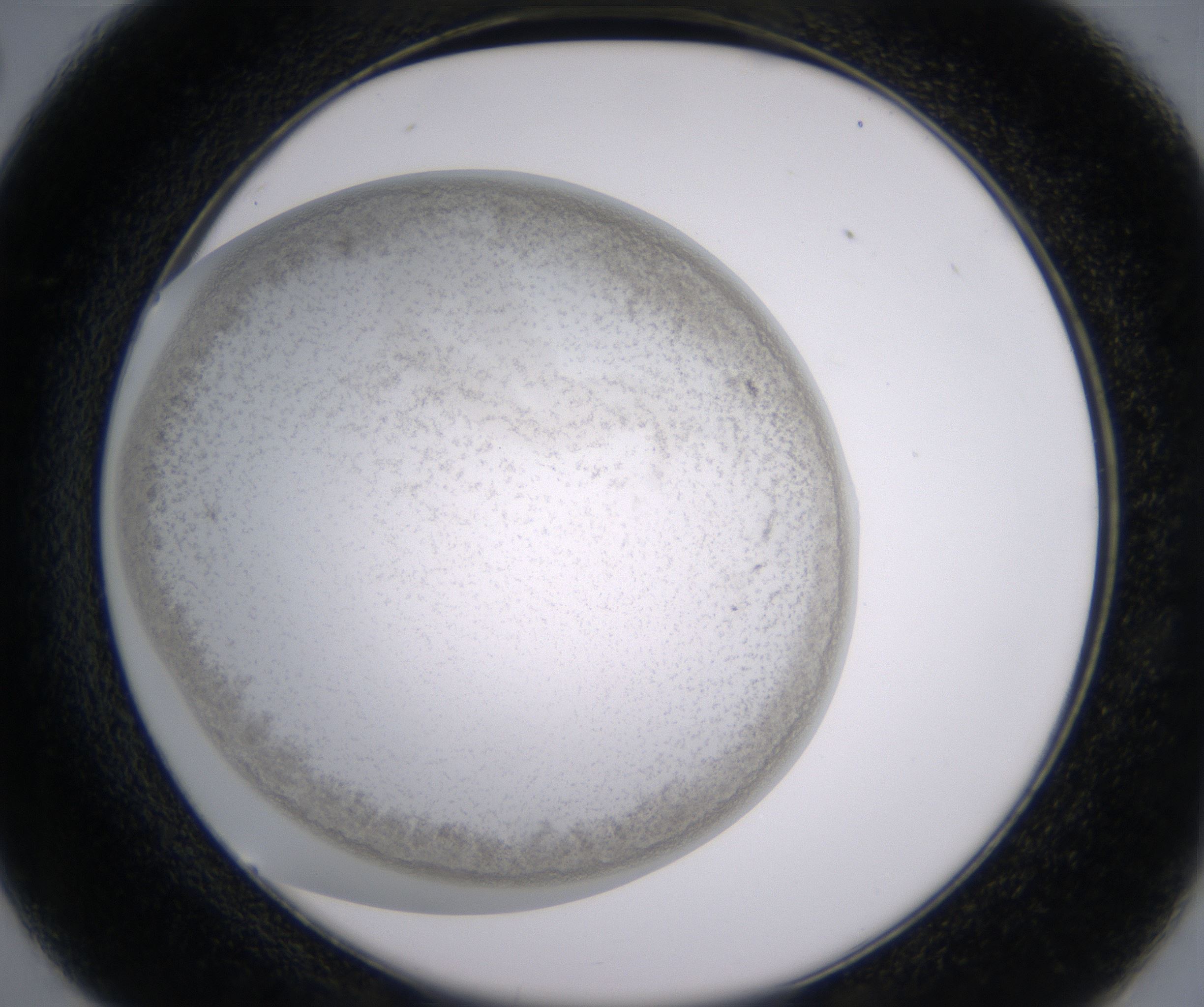 C2_HighResolution_Precipitate_2.jpg