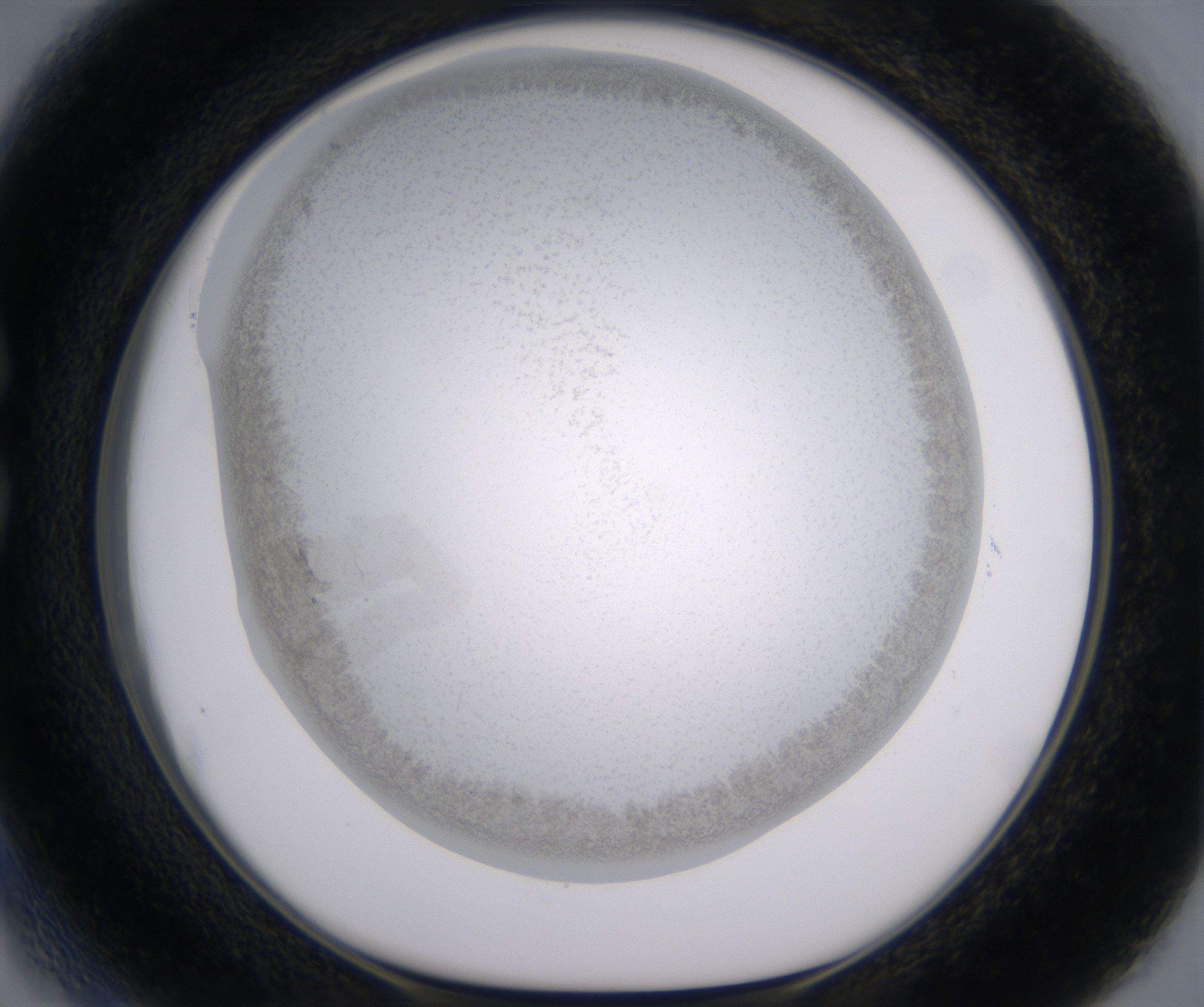 C3_HighResolution_Precipitate_1.jpg