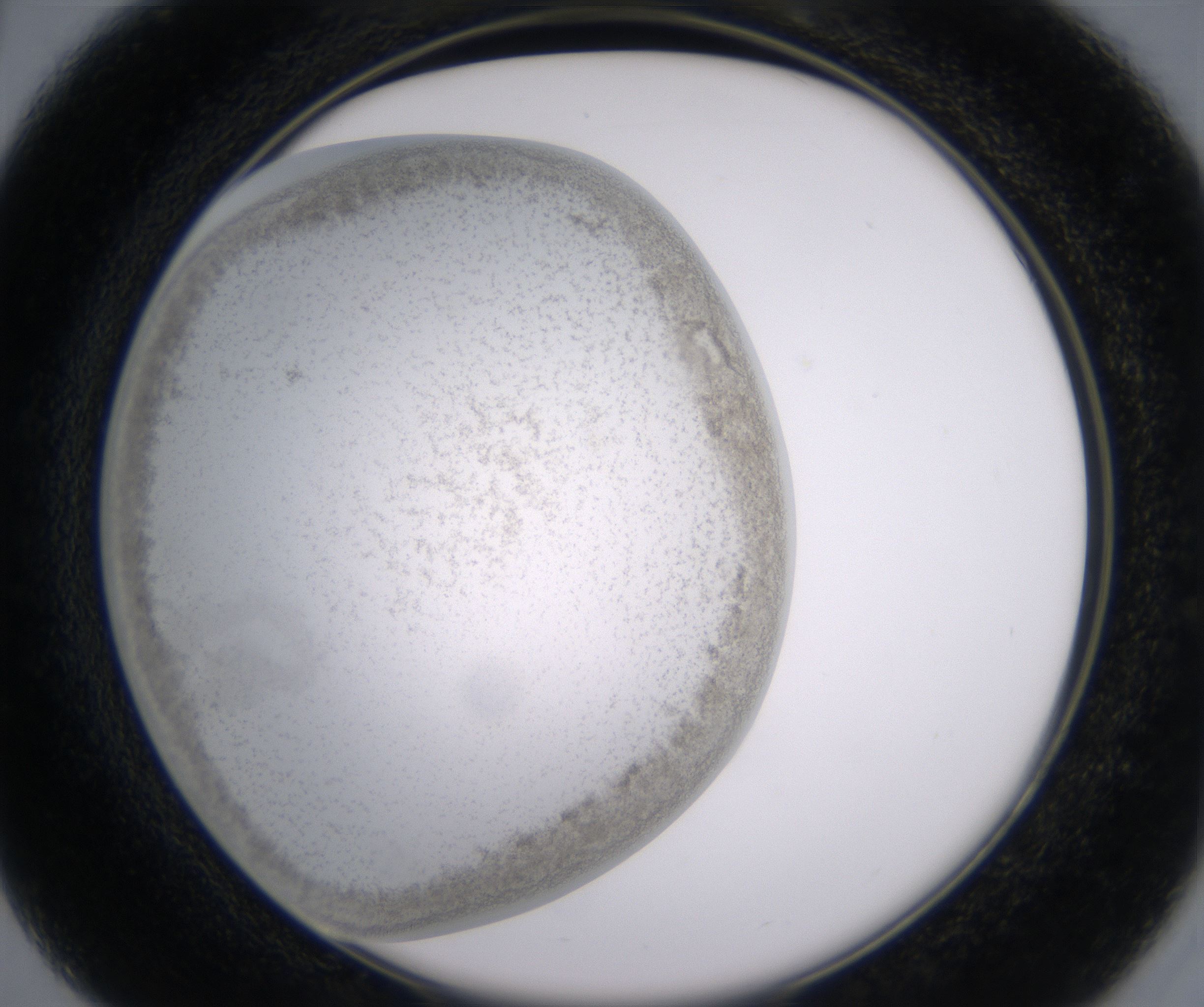 C3_HighResolution_Precipitate_2.jpg