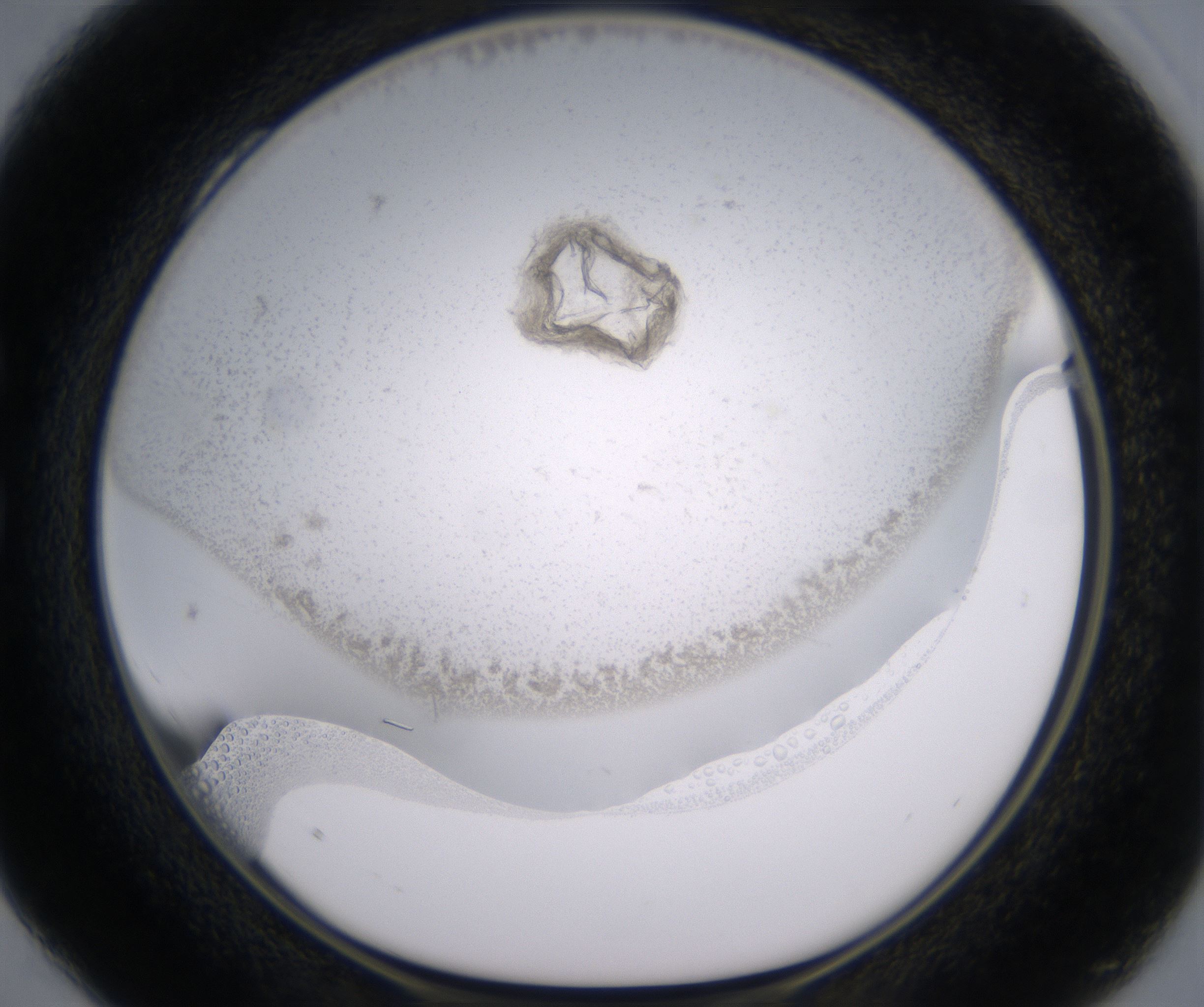 C4_HighResolution_Precipitate_1.jpg