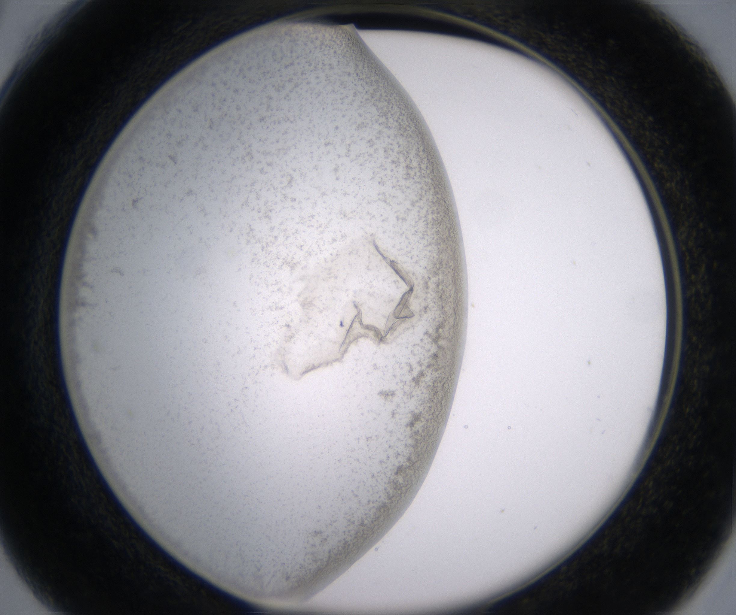 C4_HighResolution_Precipitate_2.jpg