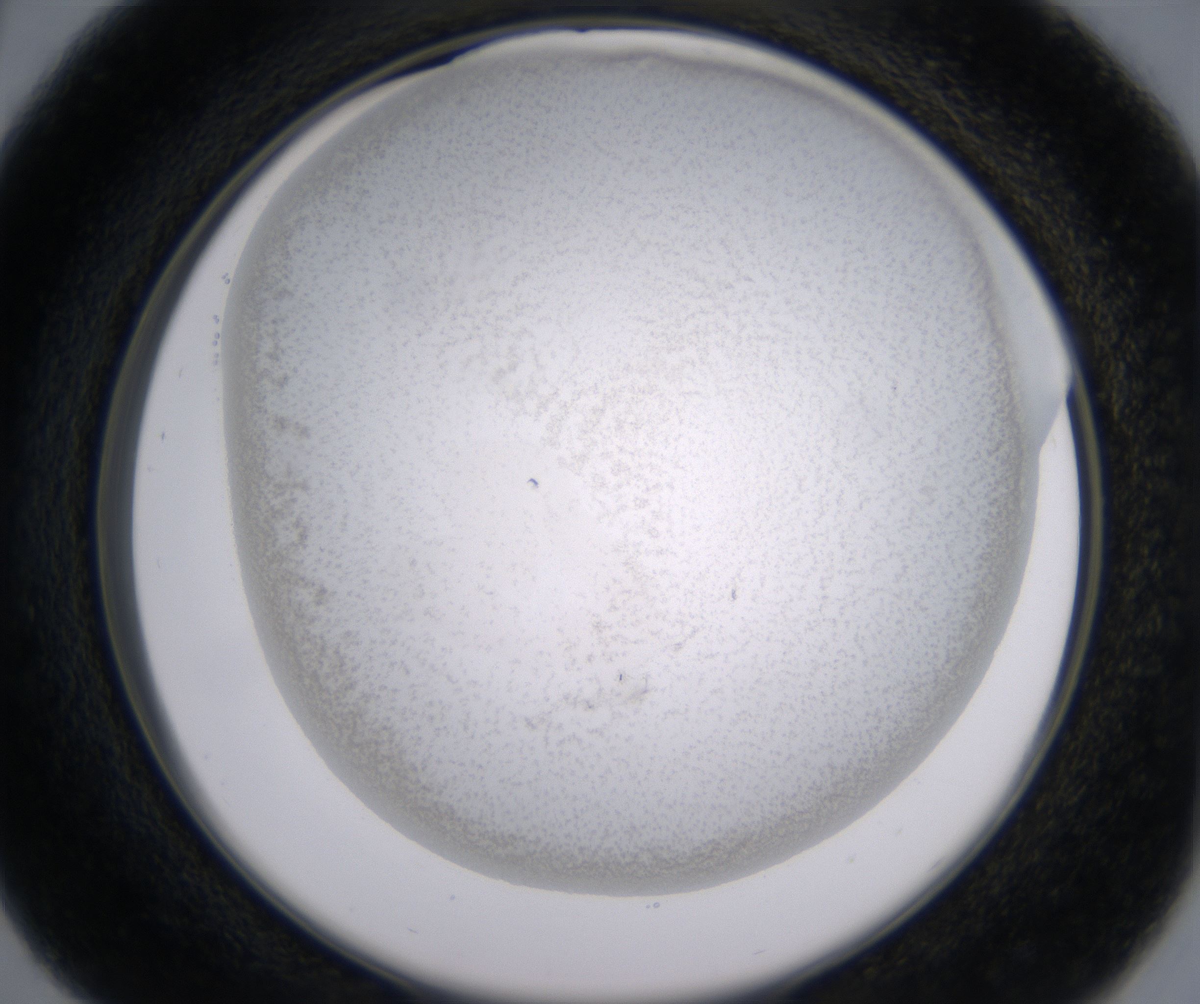 C5_HighResolution_Precipitate_2.jpg