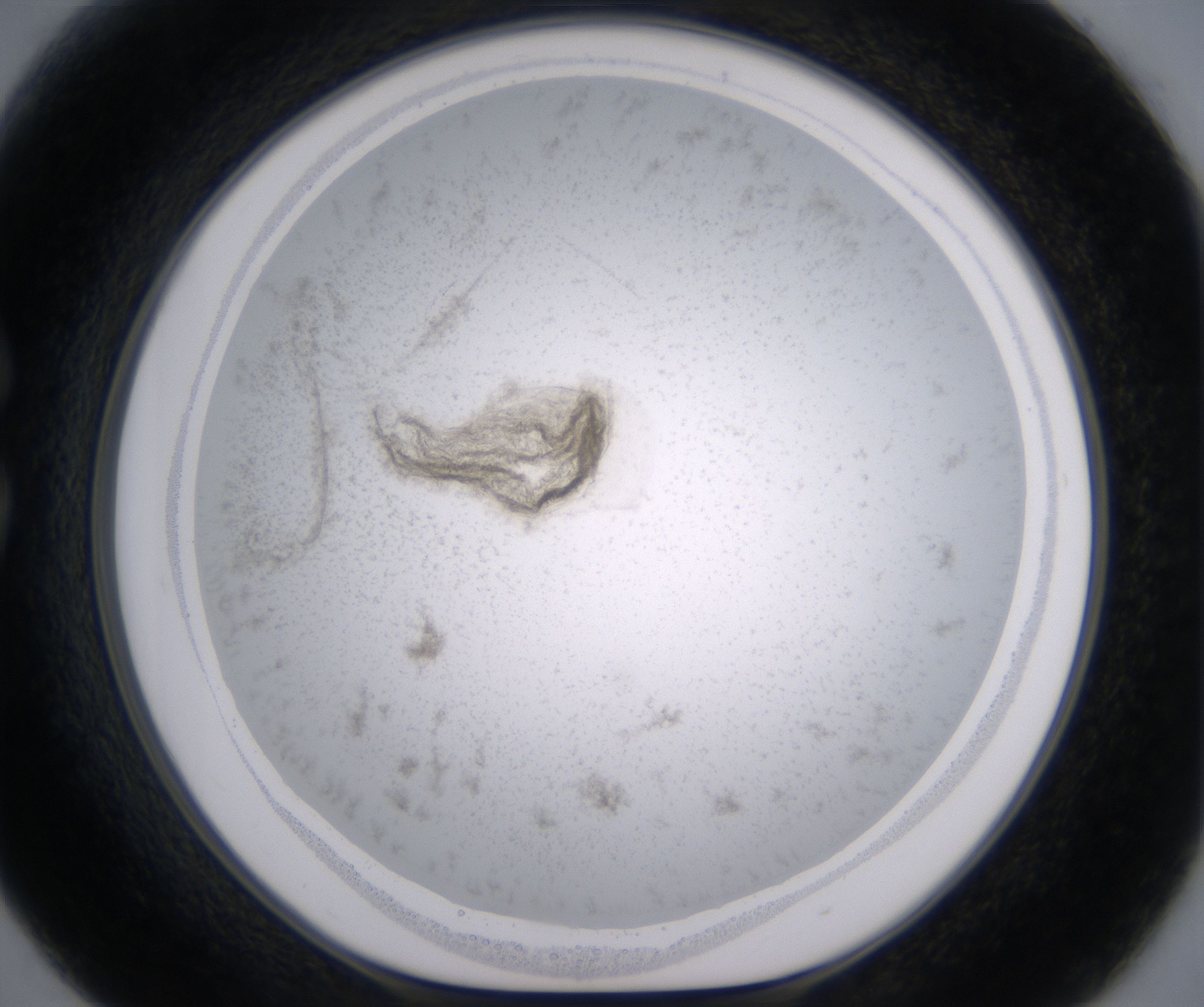 C6_HighResolution_Precipitate_1.jpg