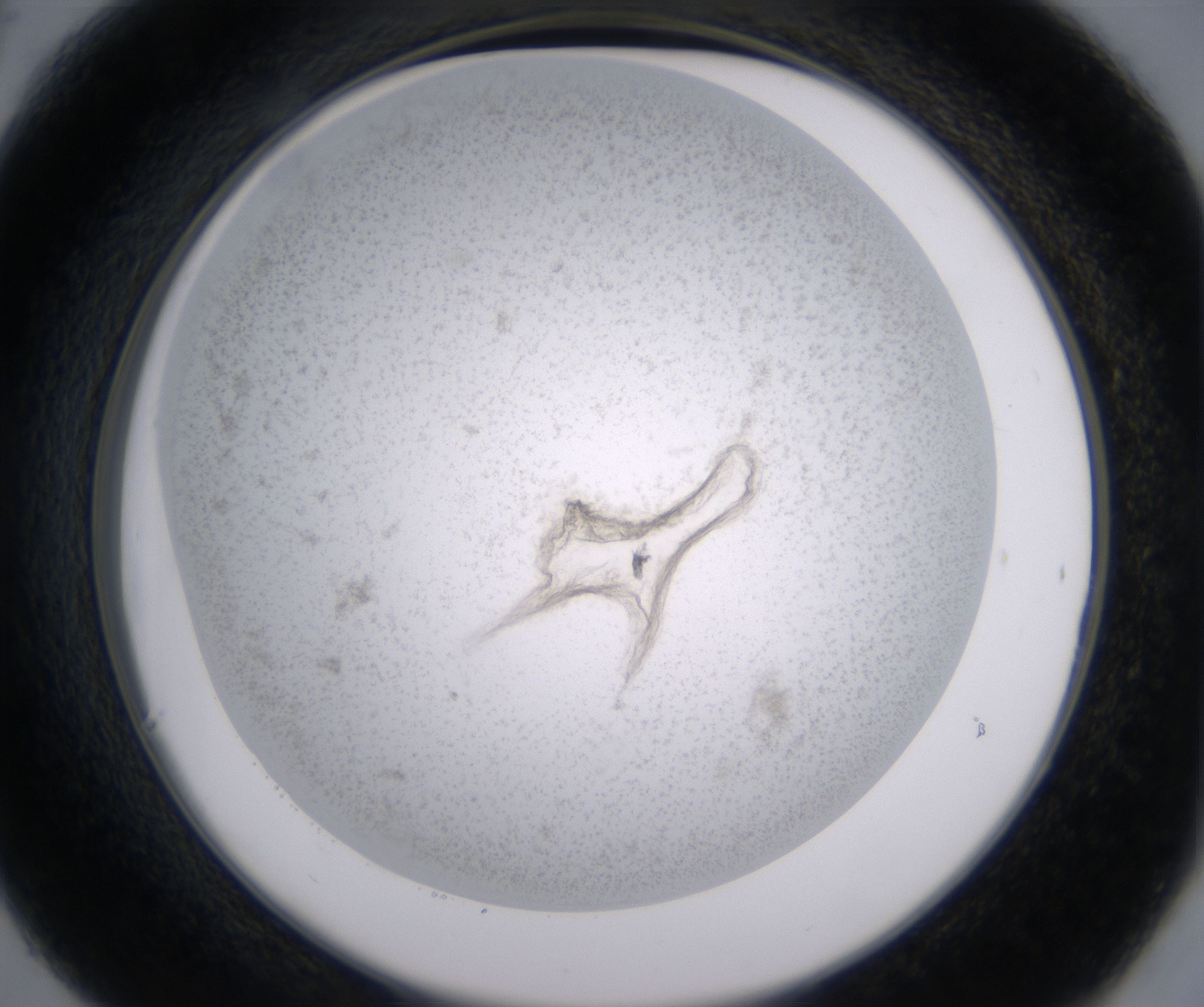C6_HighResolution_Precipitate_2.jpg