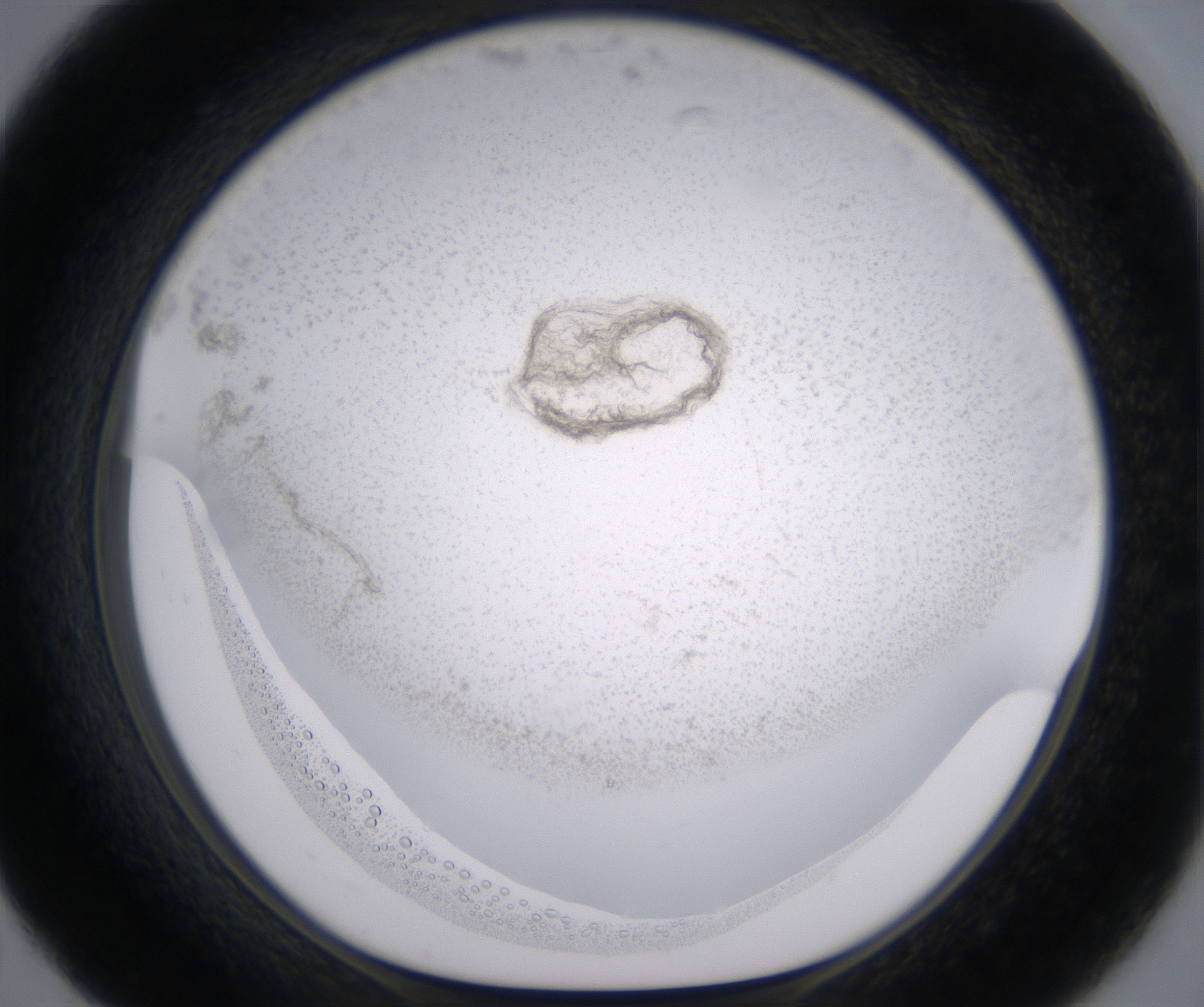 C7_HighResolution_Precipitate_1.jpg