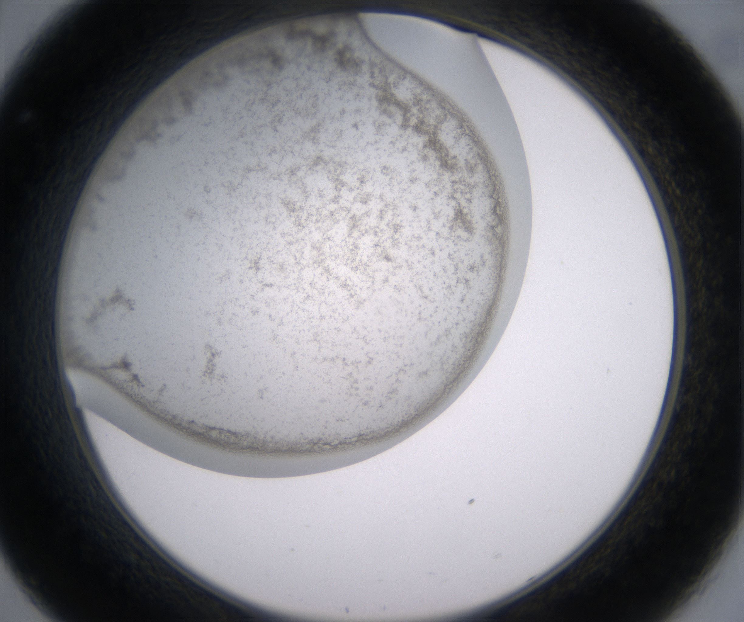 C8_HighResolution_Precipitate_2.jpg