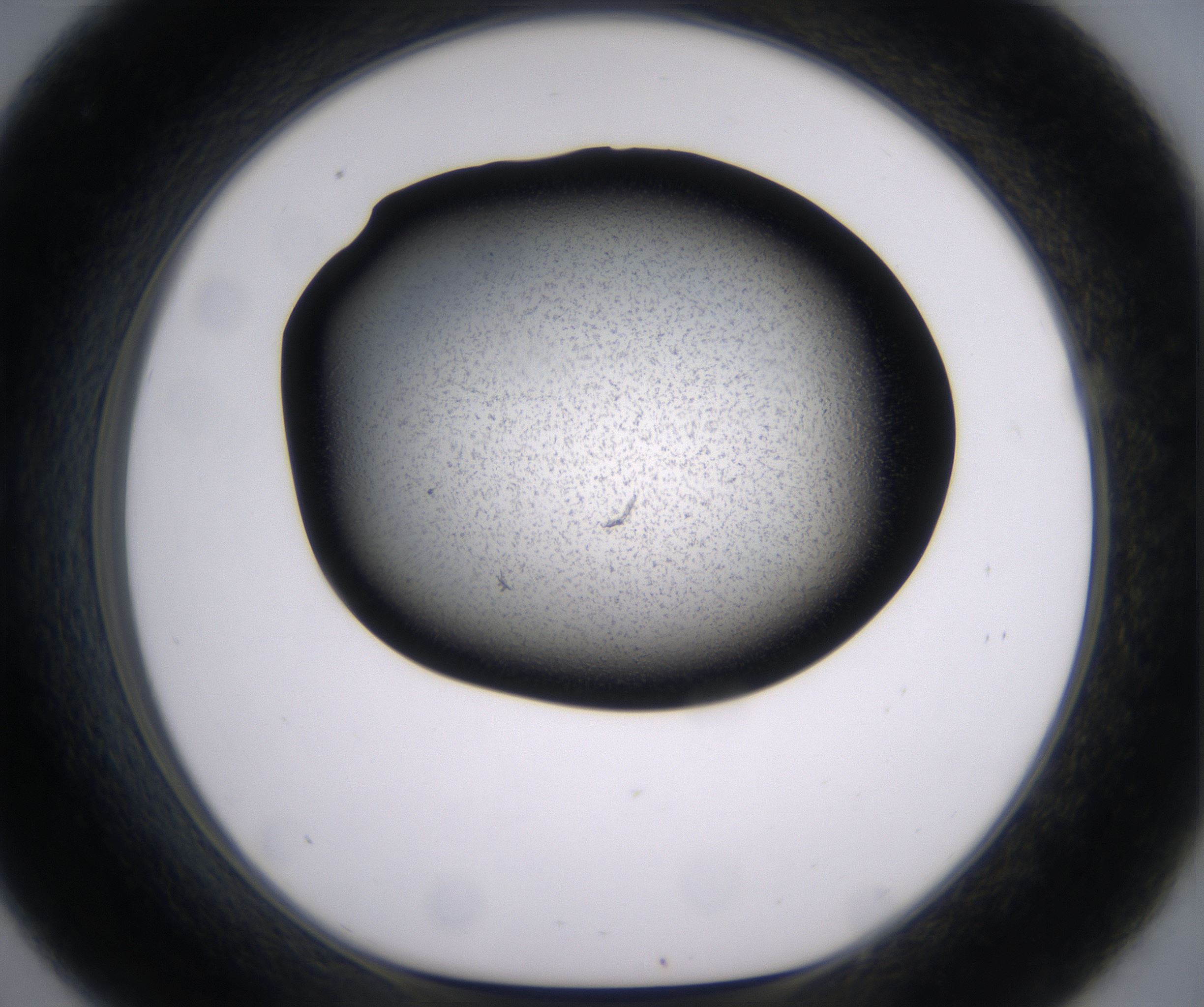 C9_HighResolution_Precipitate_1.jpg