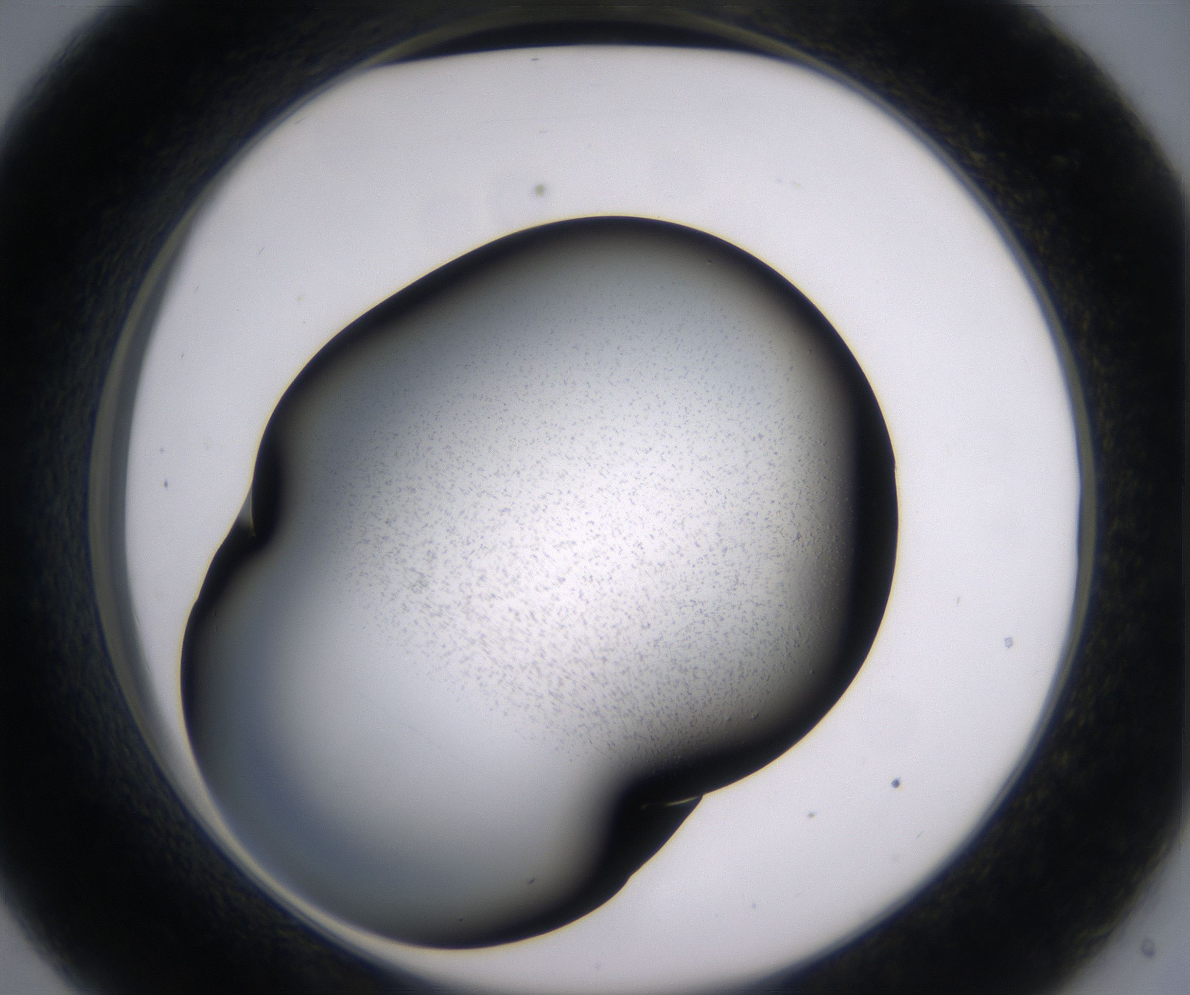 C9_HighResolution_Precipitate_2.jpg