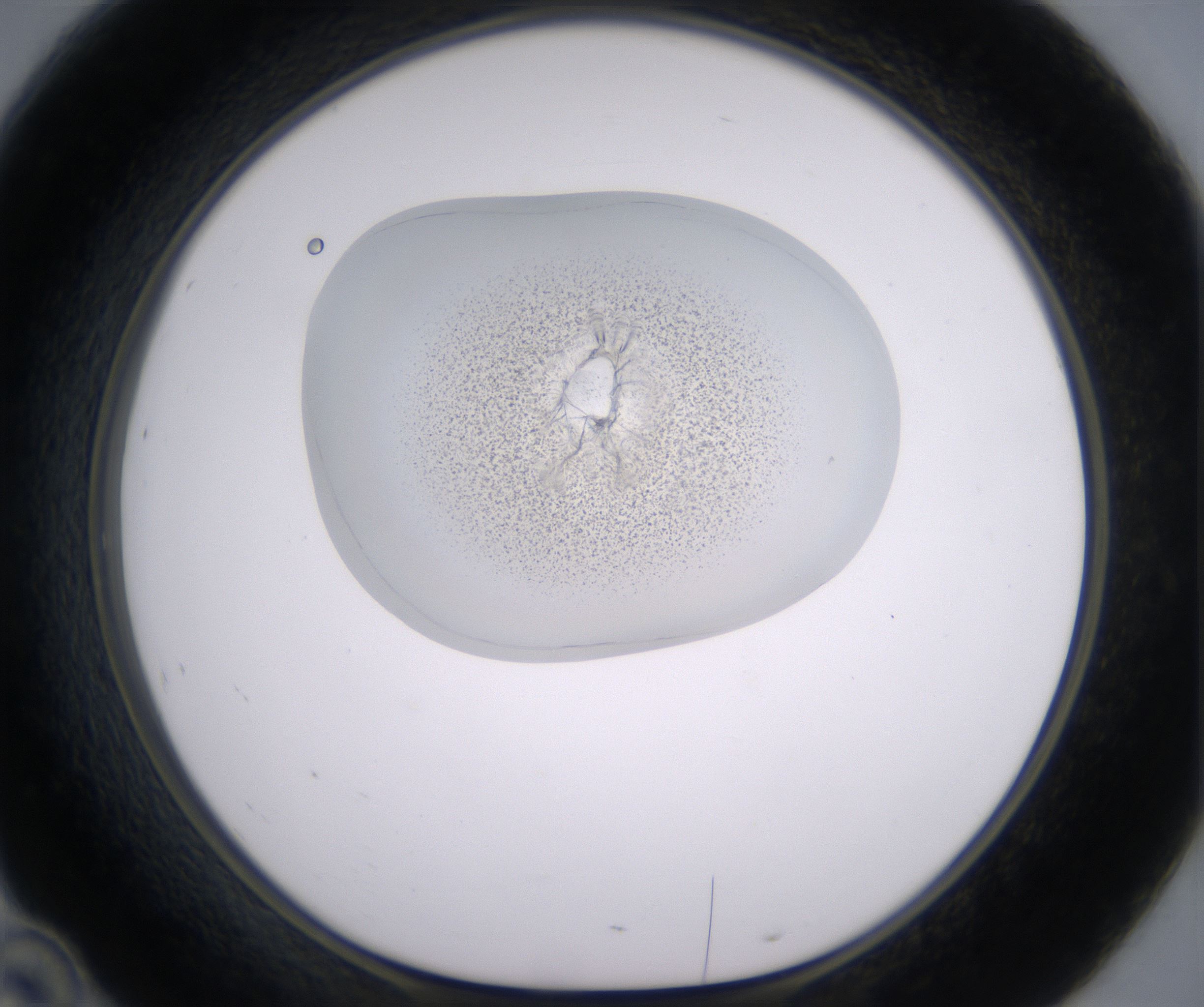 D10_HighResolution_Precipitate_1.jpg
