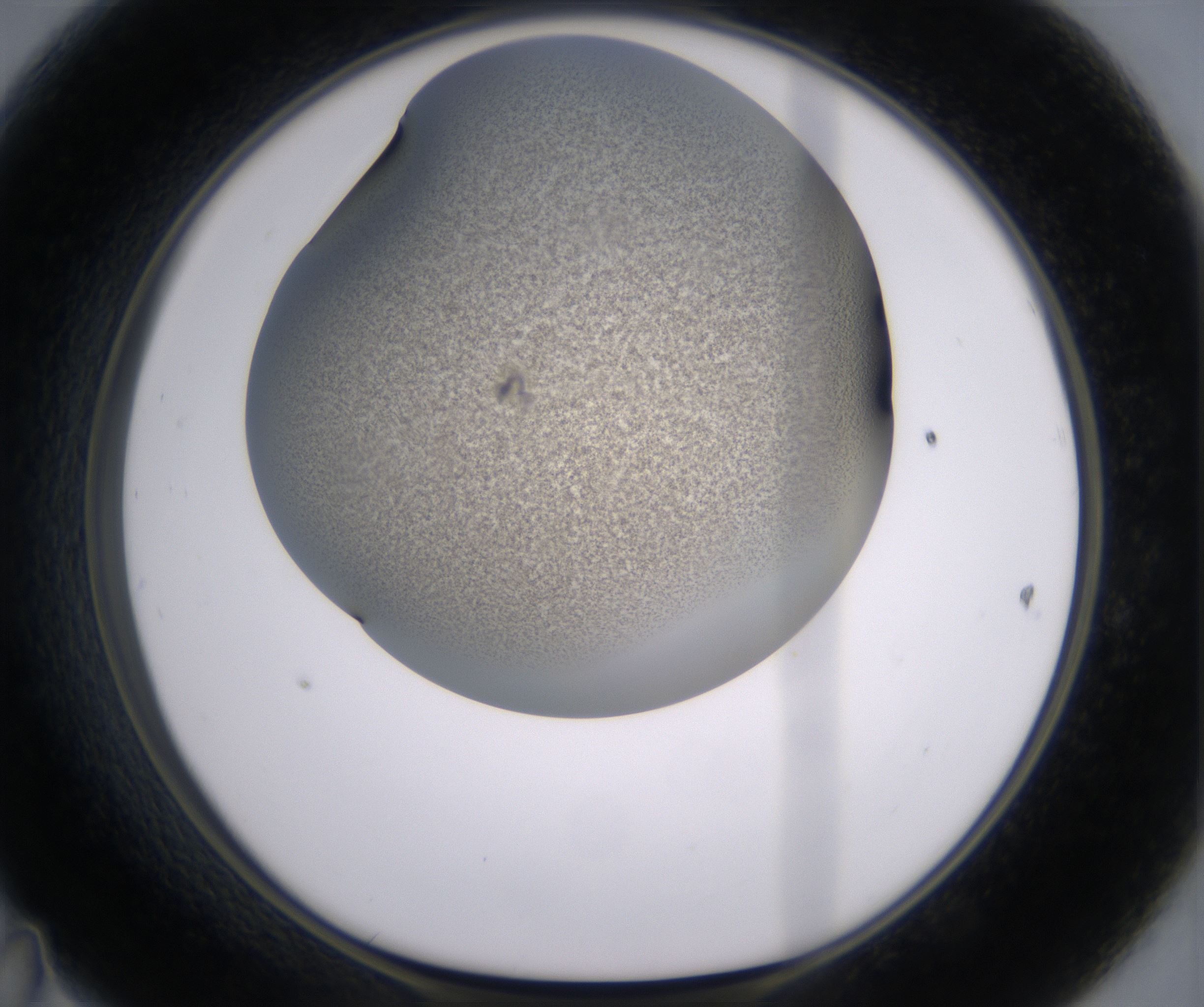 D11_HighResolution_Precipitate_1.jpg