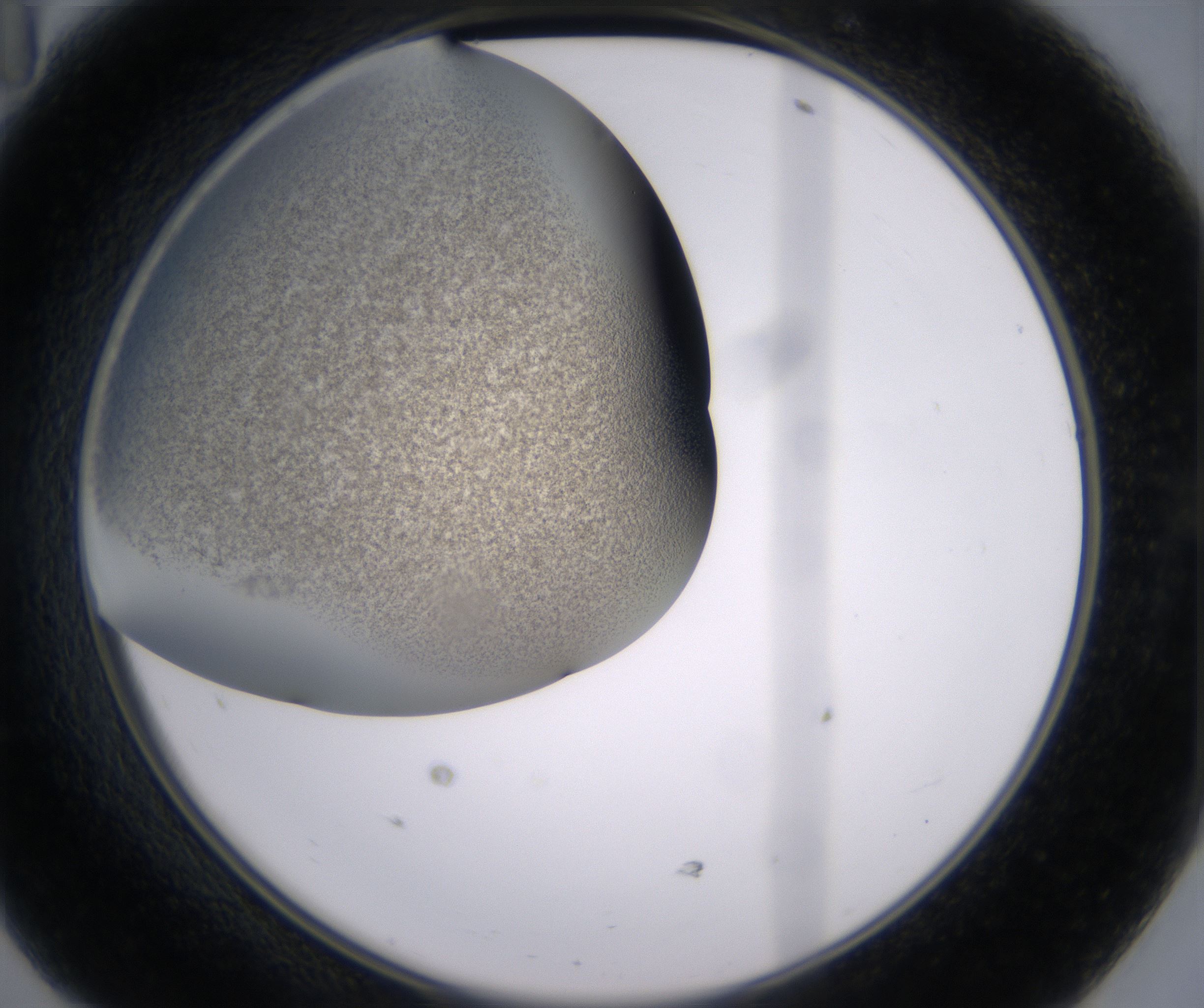 D11_HighResolution_Precipitate_2.jpg