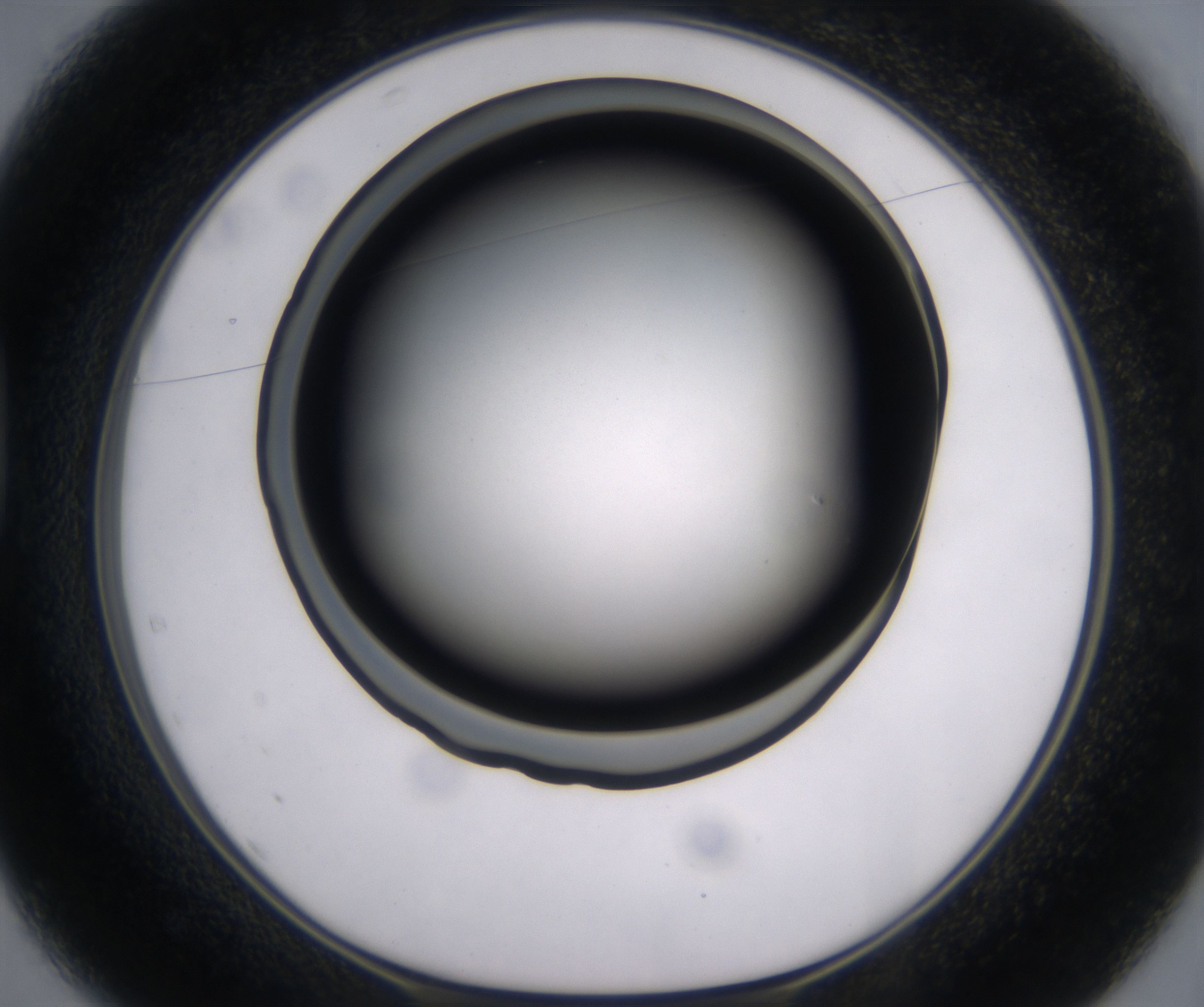 D1_HighResolution_Clear_1.jpg