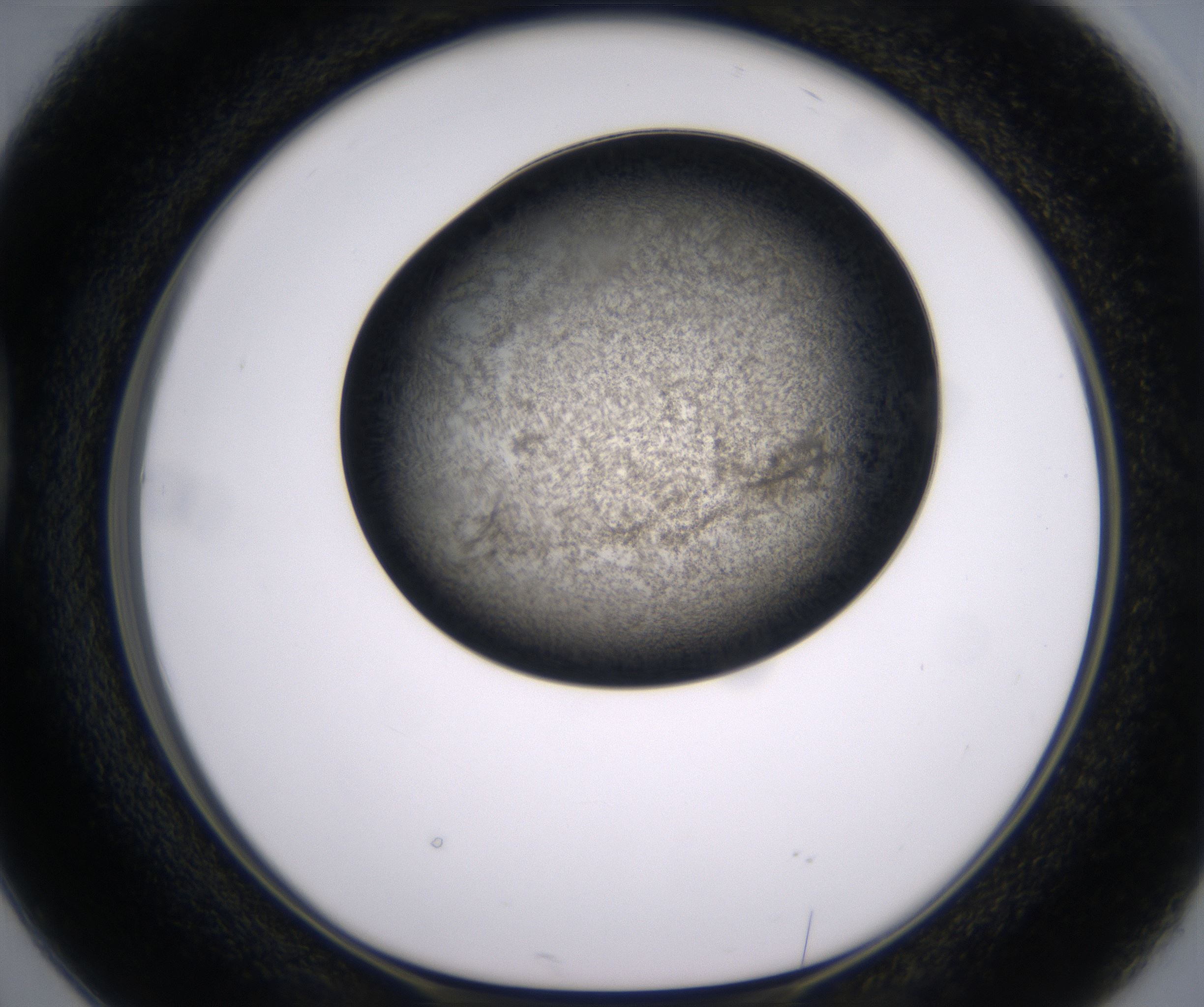 D2_HighResolution_Precipitate_1.jpg