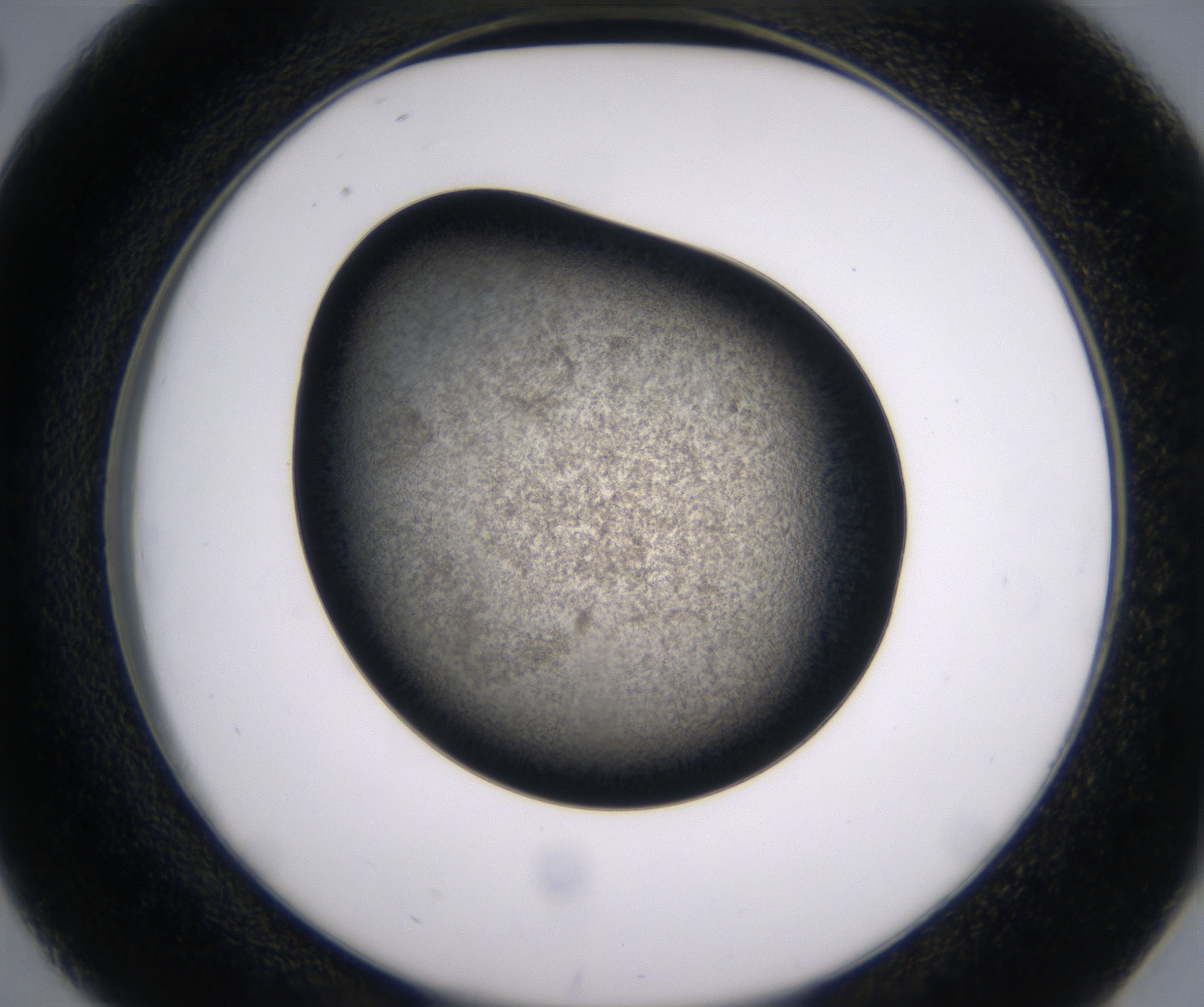 D2_HighResolution_Precipitate_2.jpg