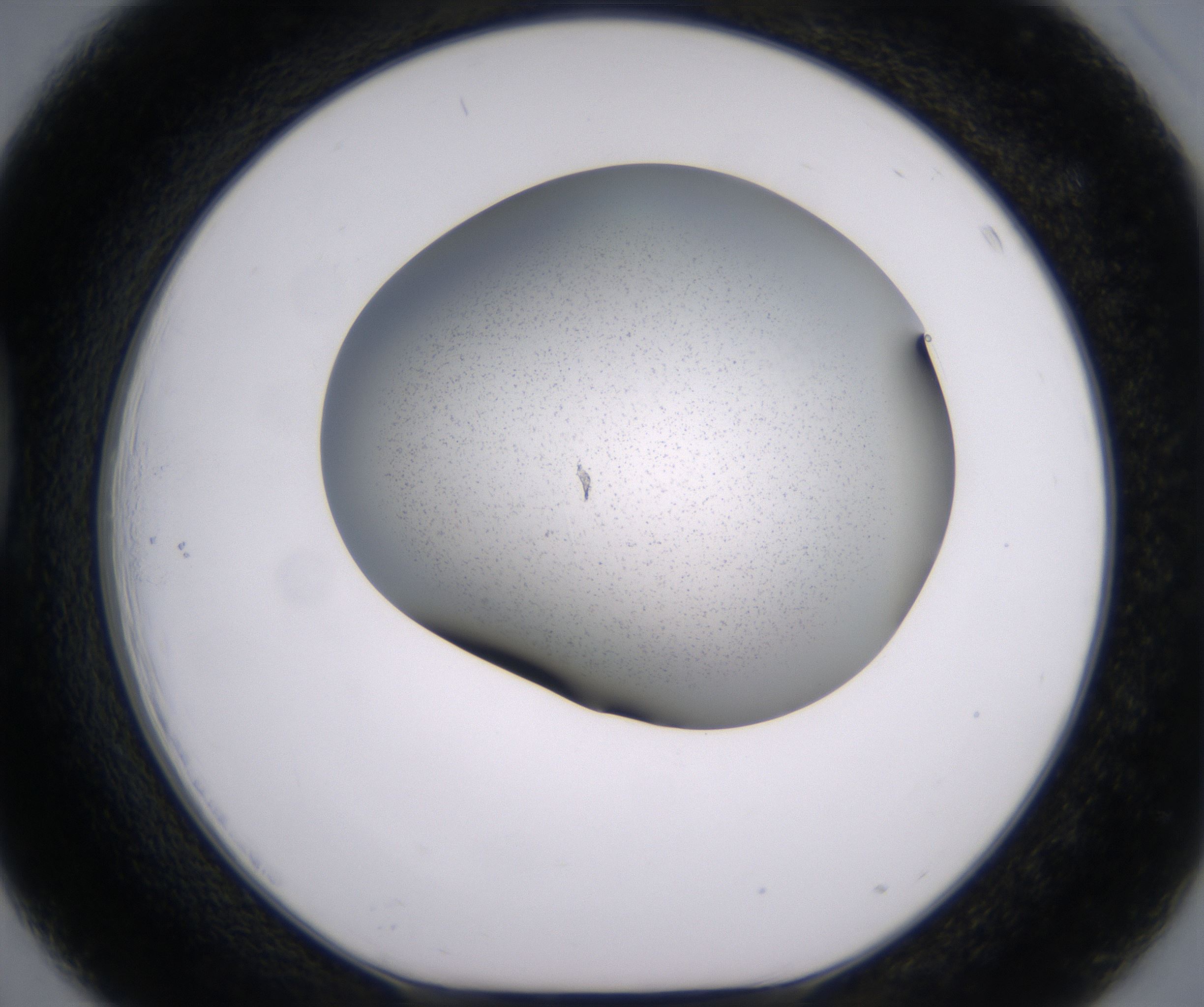 D3_HighResolution_Precipitate_1.jpg