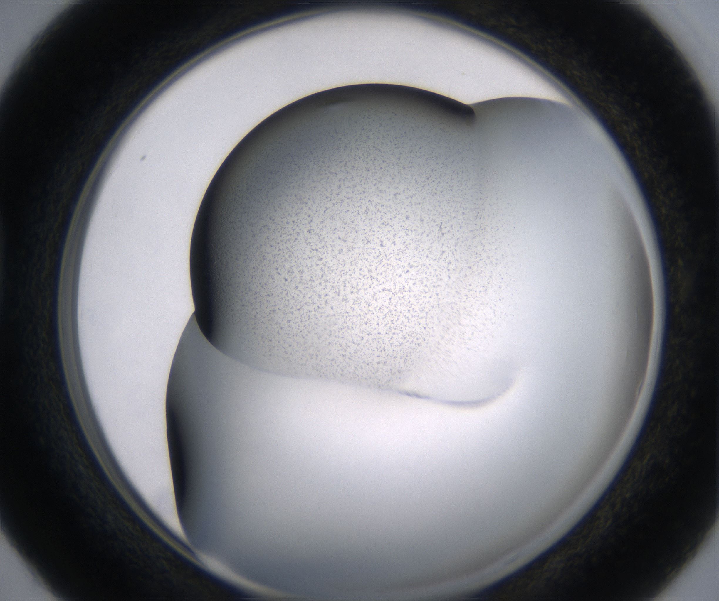 D4_HighResolution_Precipitate_1.jpg
