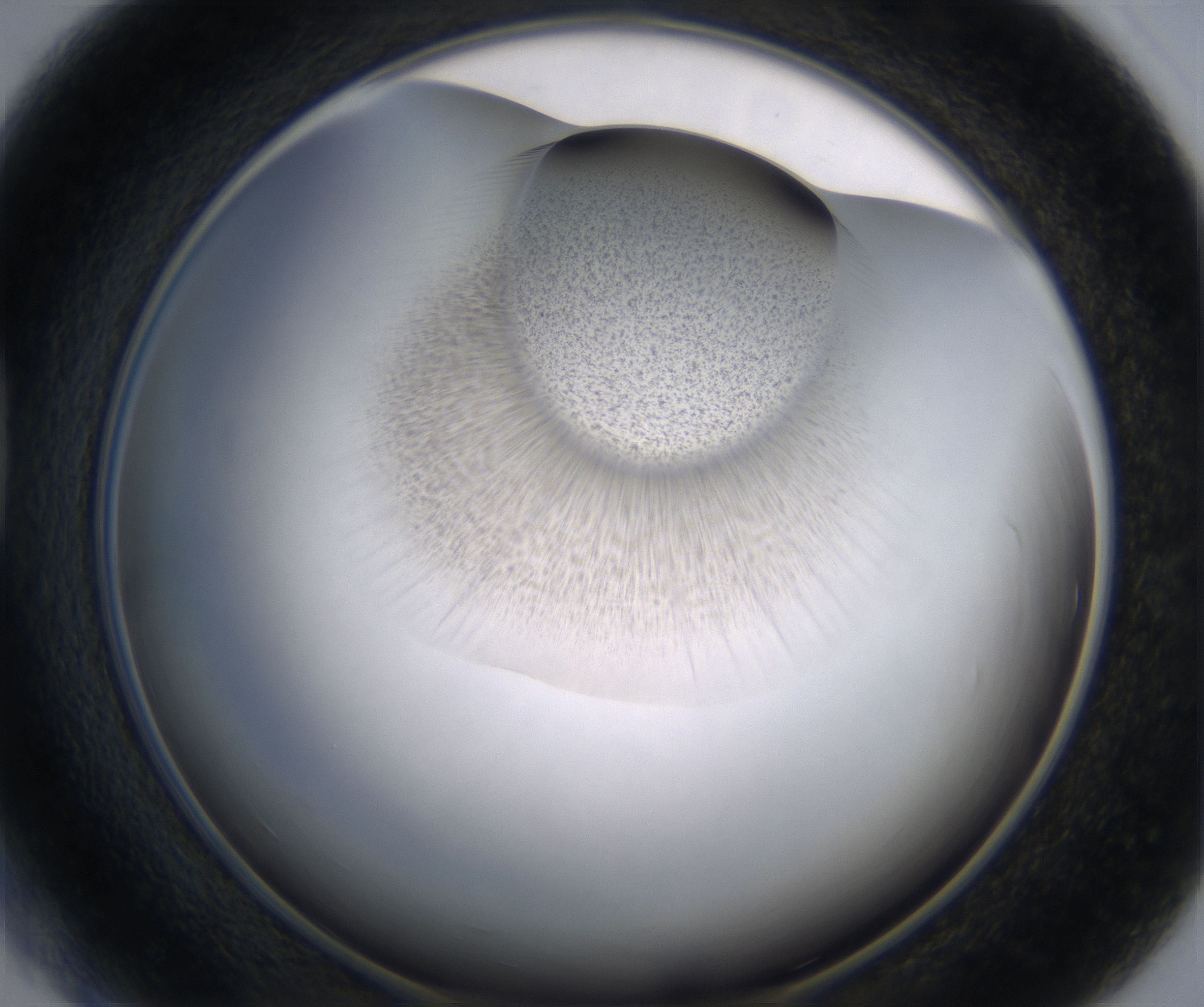 D5_HighResolution_Precipitate_1.jpg